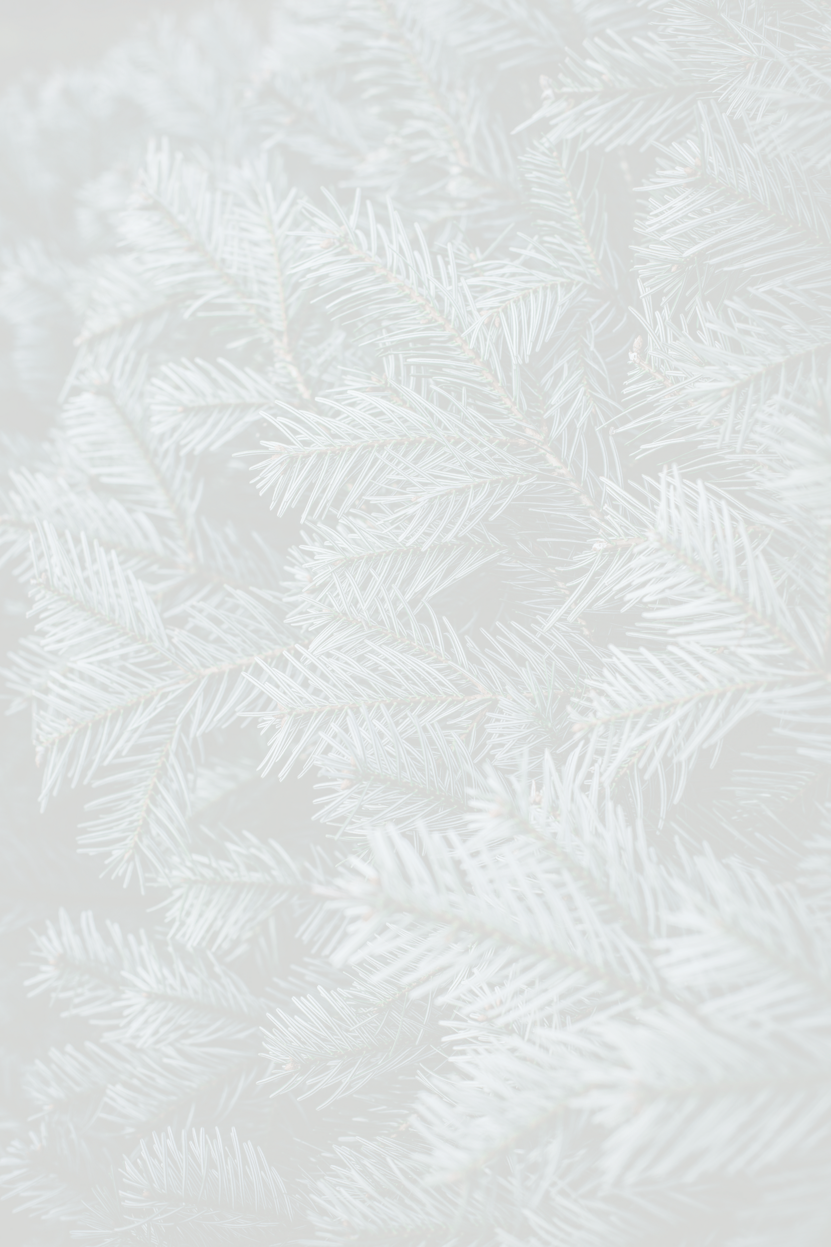 pine.png