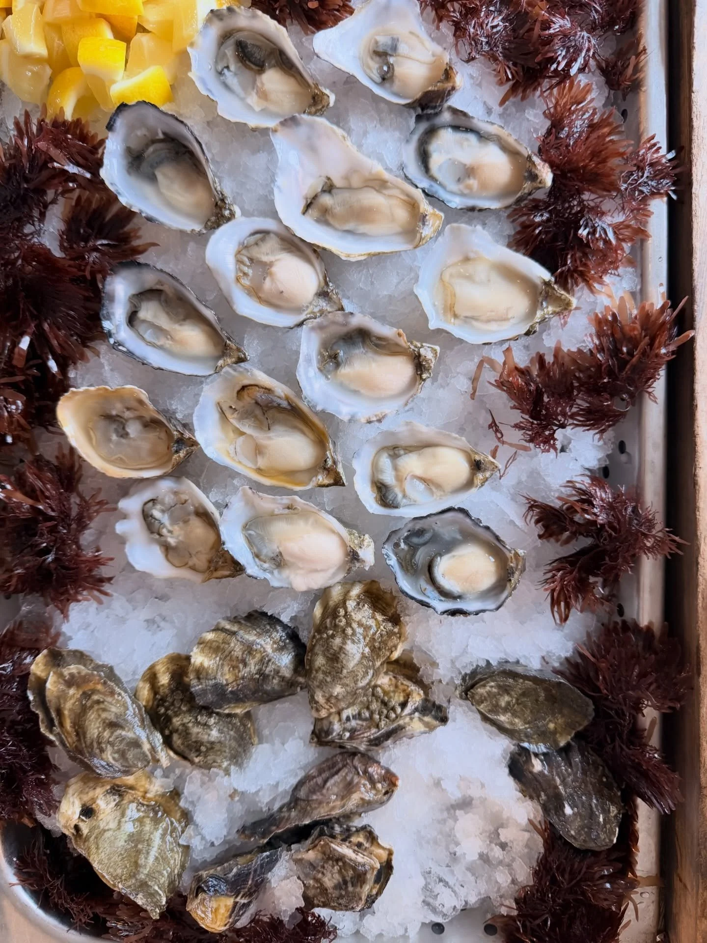 Oysters + Natural Wines + Good Vibes
THIS Friday at the @thewildbunchpdx preview party @macmkt from 5-8pm. Who&rsquo;s in? $25 to taste 30+ wines and ciders, plus tasty food available from @aleabakery.us @honeypie_pizza @wellspentmarket AND we&rsquo;