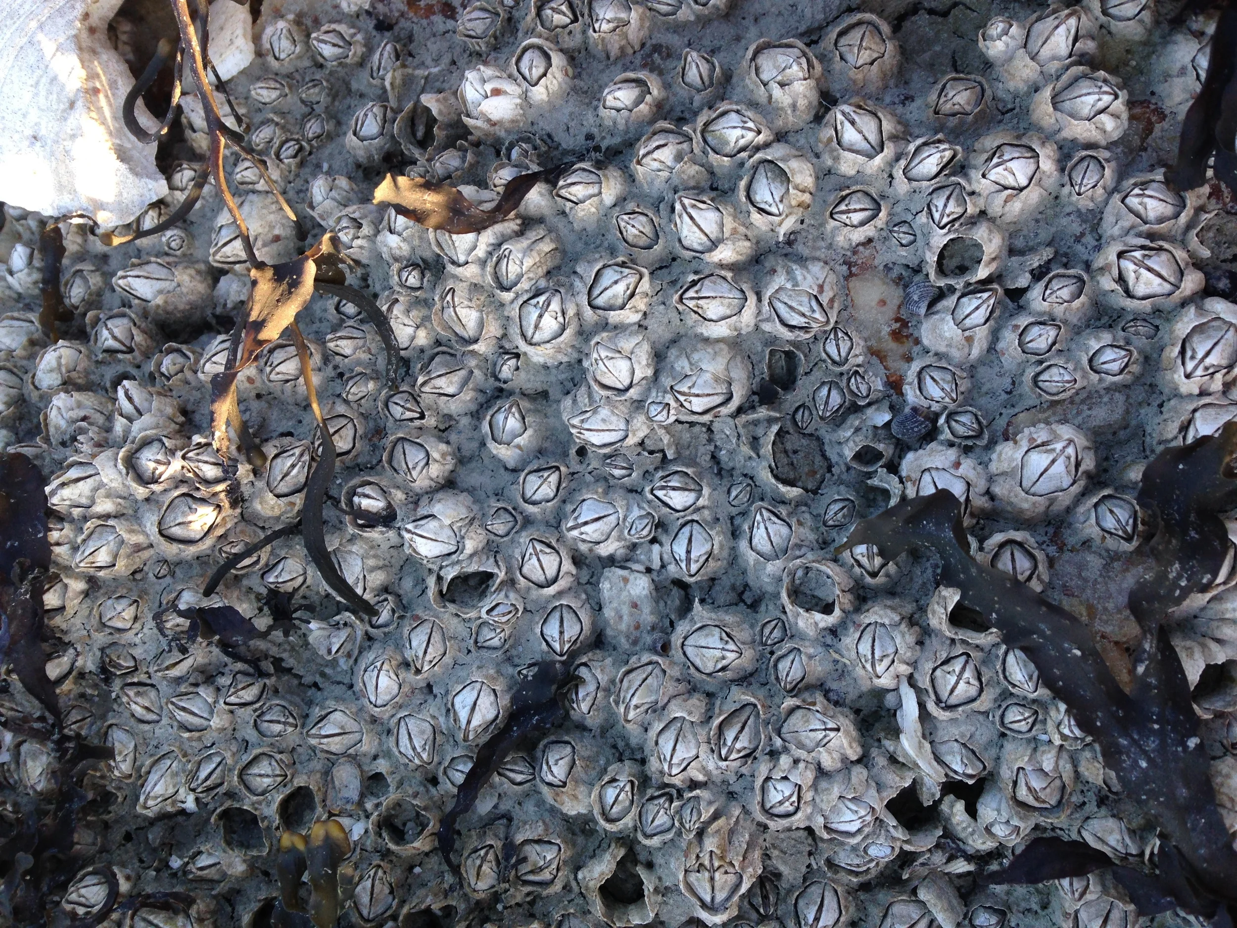 Barnacles provide inspiration for Salt and Pepper Shakers