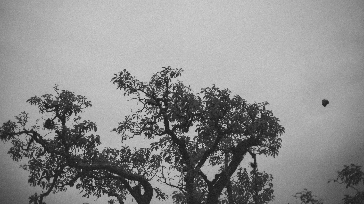 _MG_0129.jpg