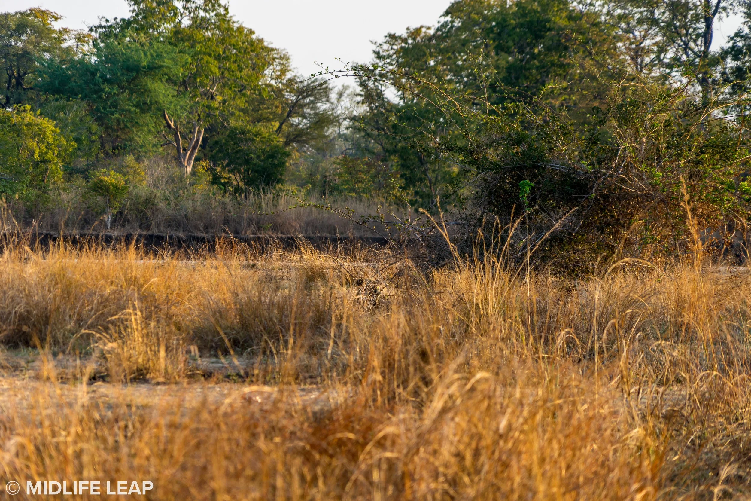 There is a lion hiding in the grass. Do you see him?
