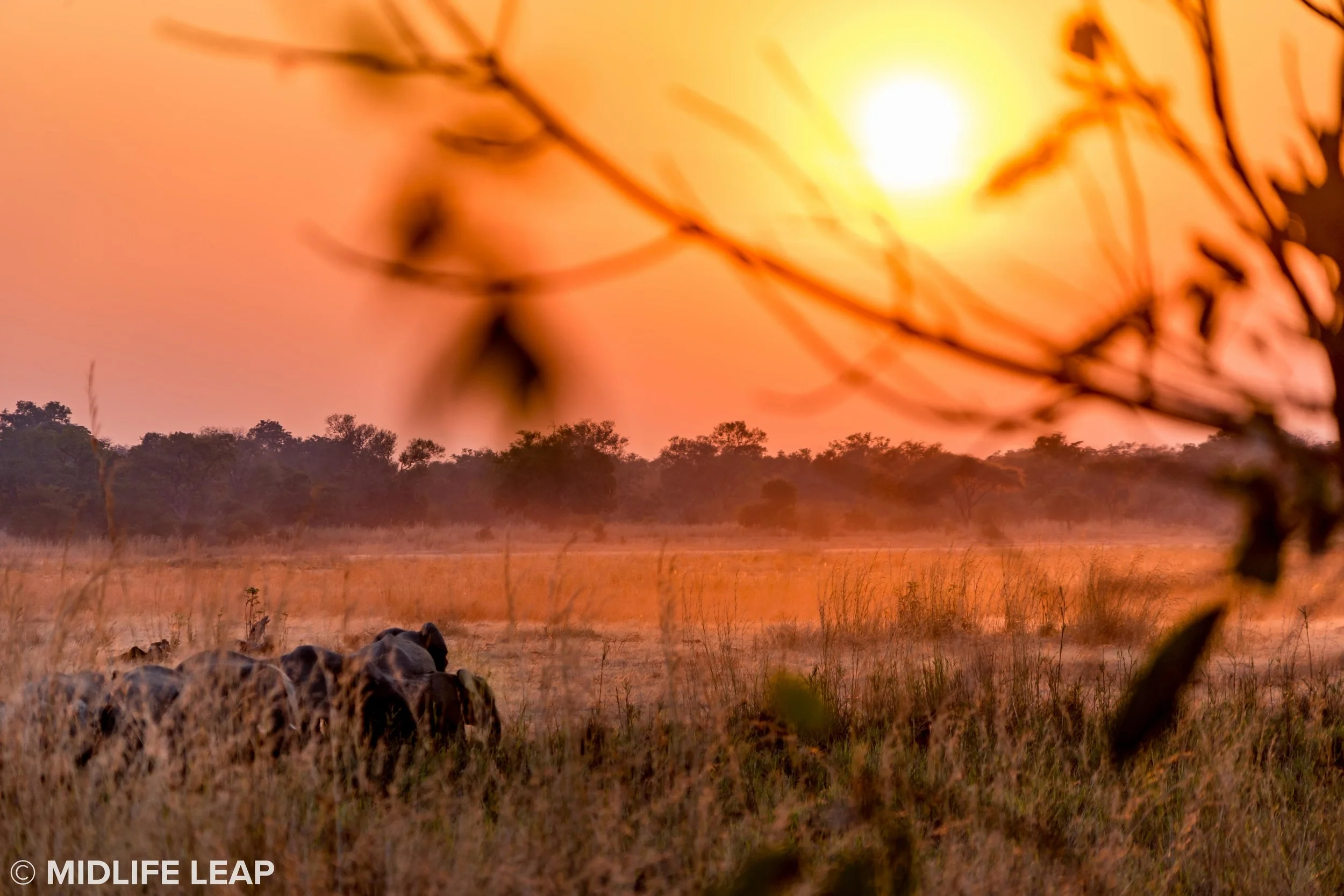 mwaleshi-north-luangwa-walking-safari-elephants-blurry.jpg