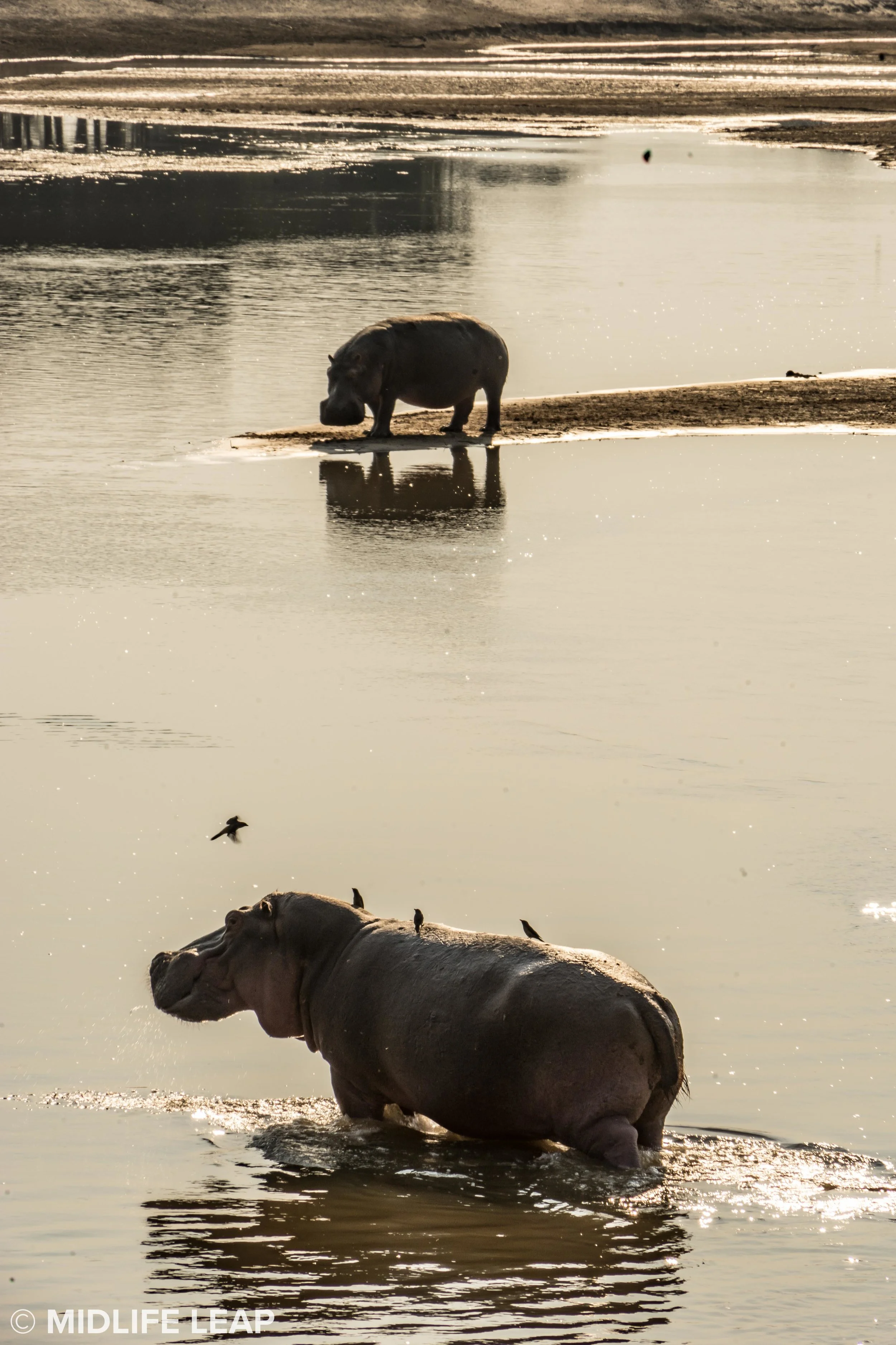 mwaleshi-north-luangwa-walking-safari-hippo.jpg