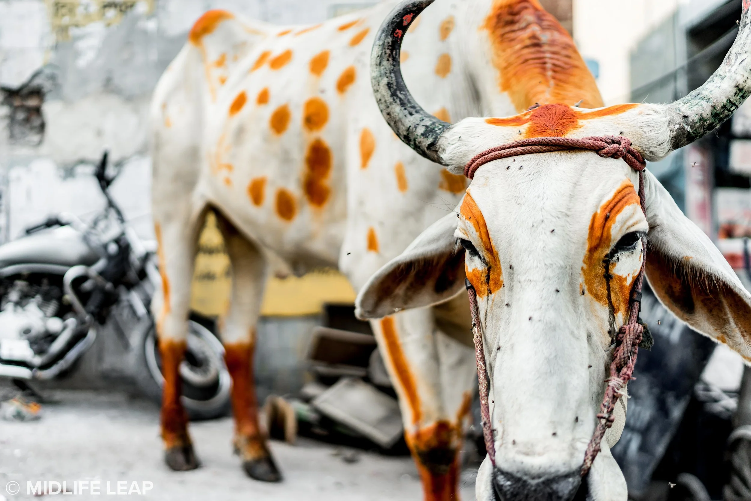 Cow decorated in henna