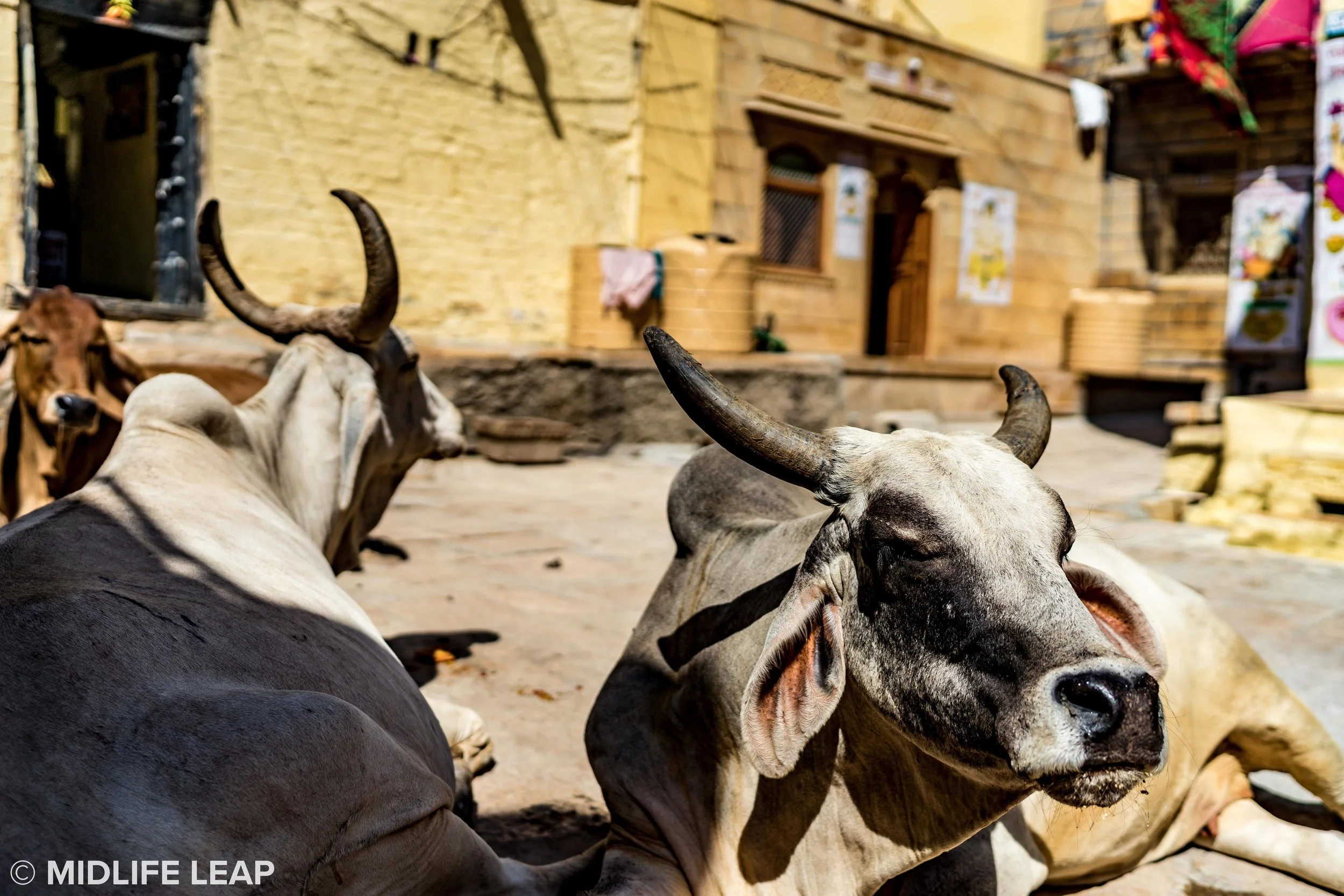 cows-of-india-inside-jaisalmer-fort-rajasthan.jpg