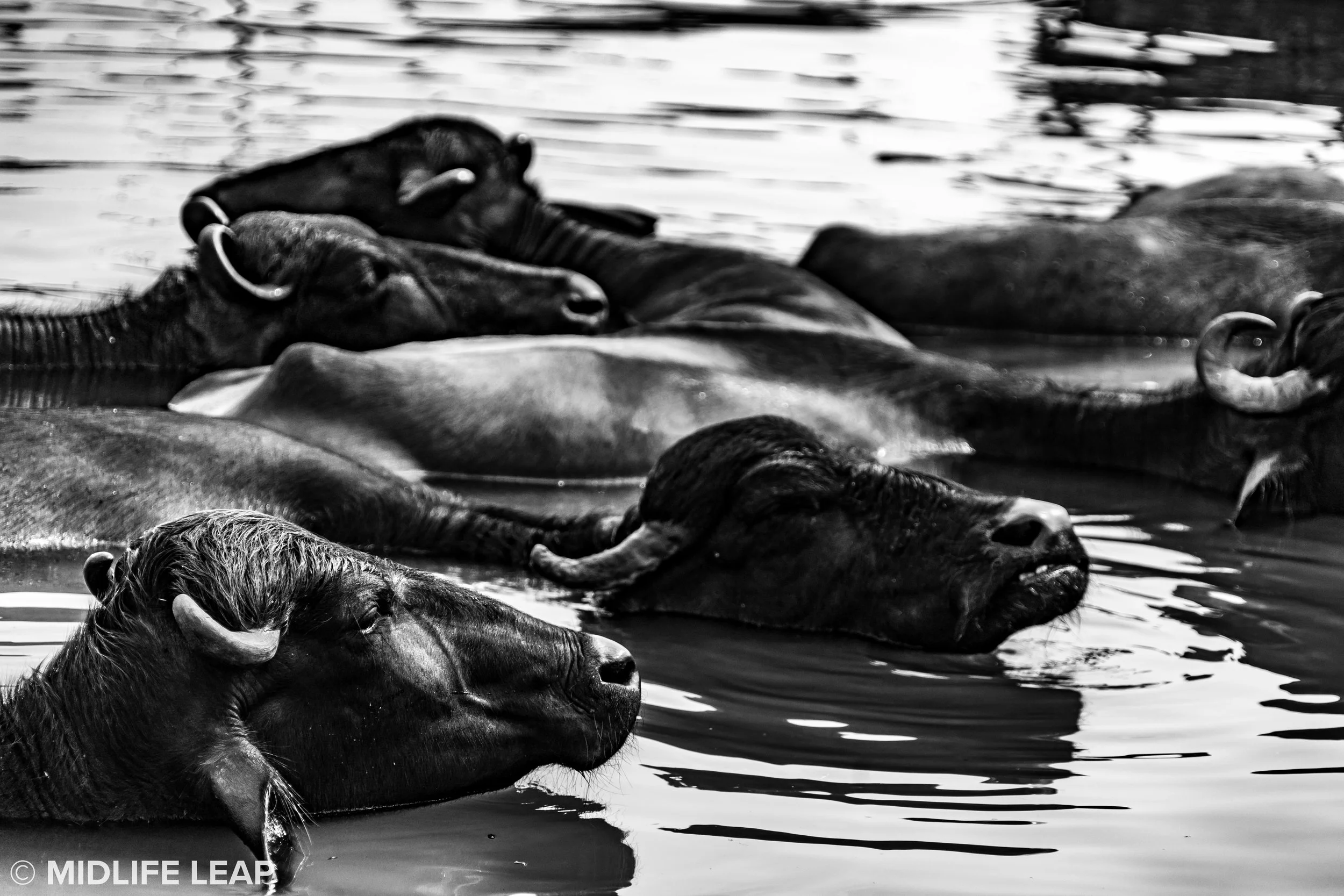 The name water buffalo suddenly makes sense