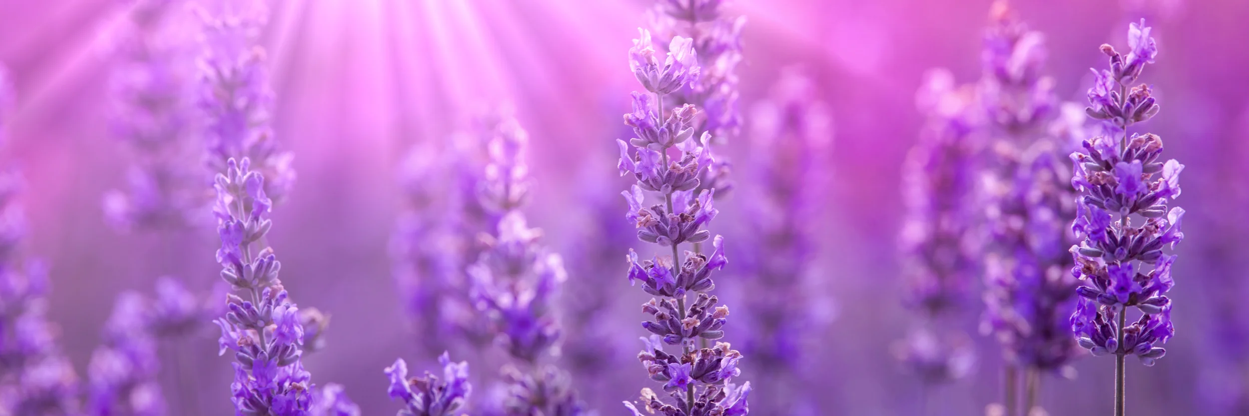 AdobeStock_84232090.jpeg