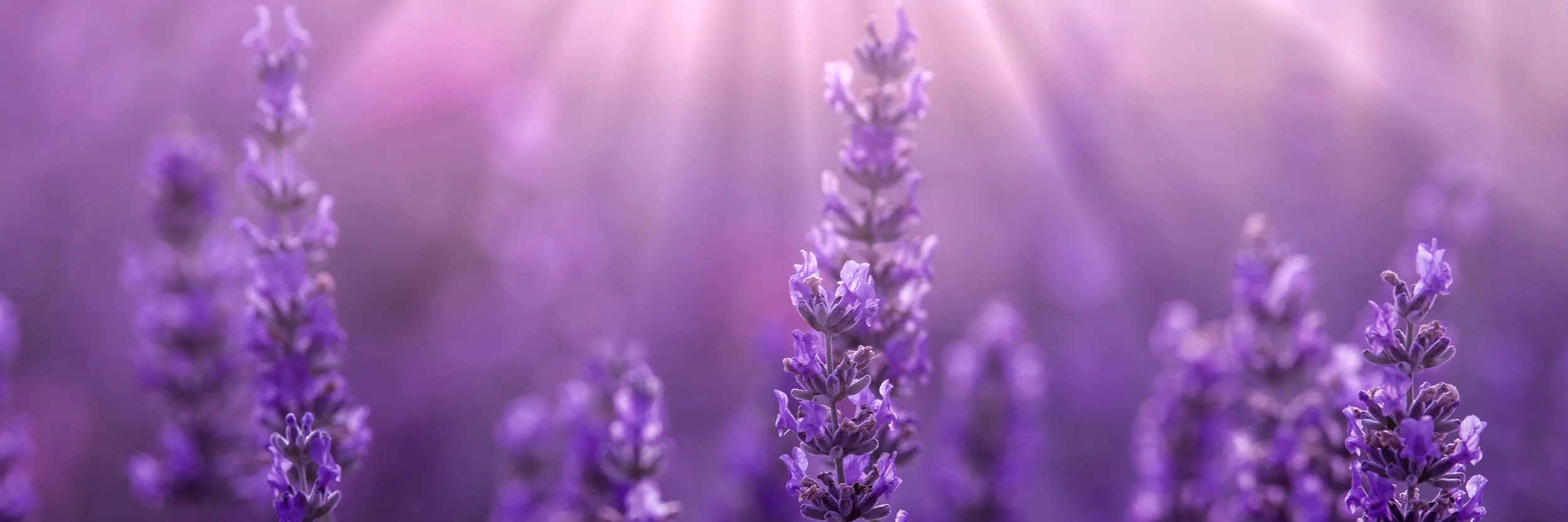 We're Cascade Lavender, We're the Pearson Family