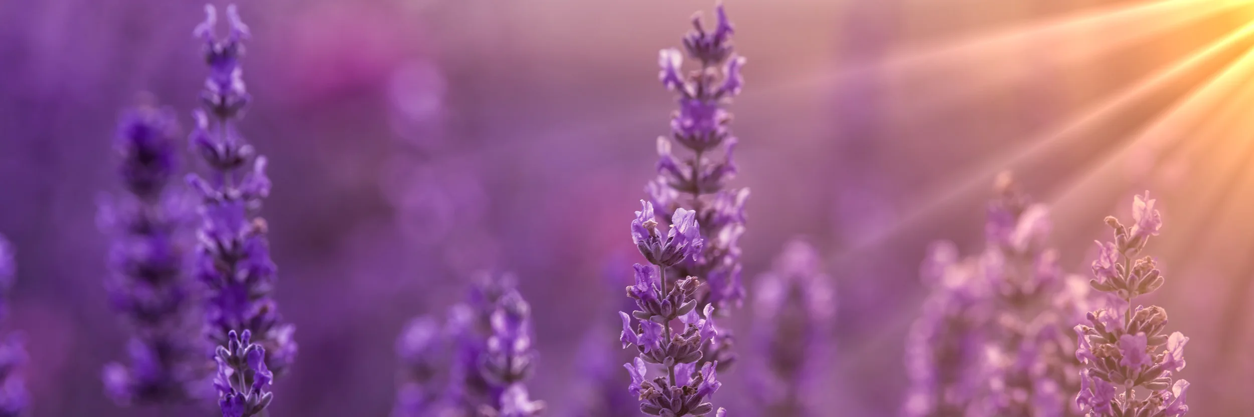 AdobeStock_82999694.jpeg