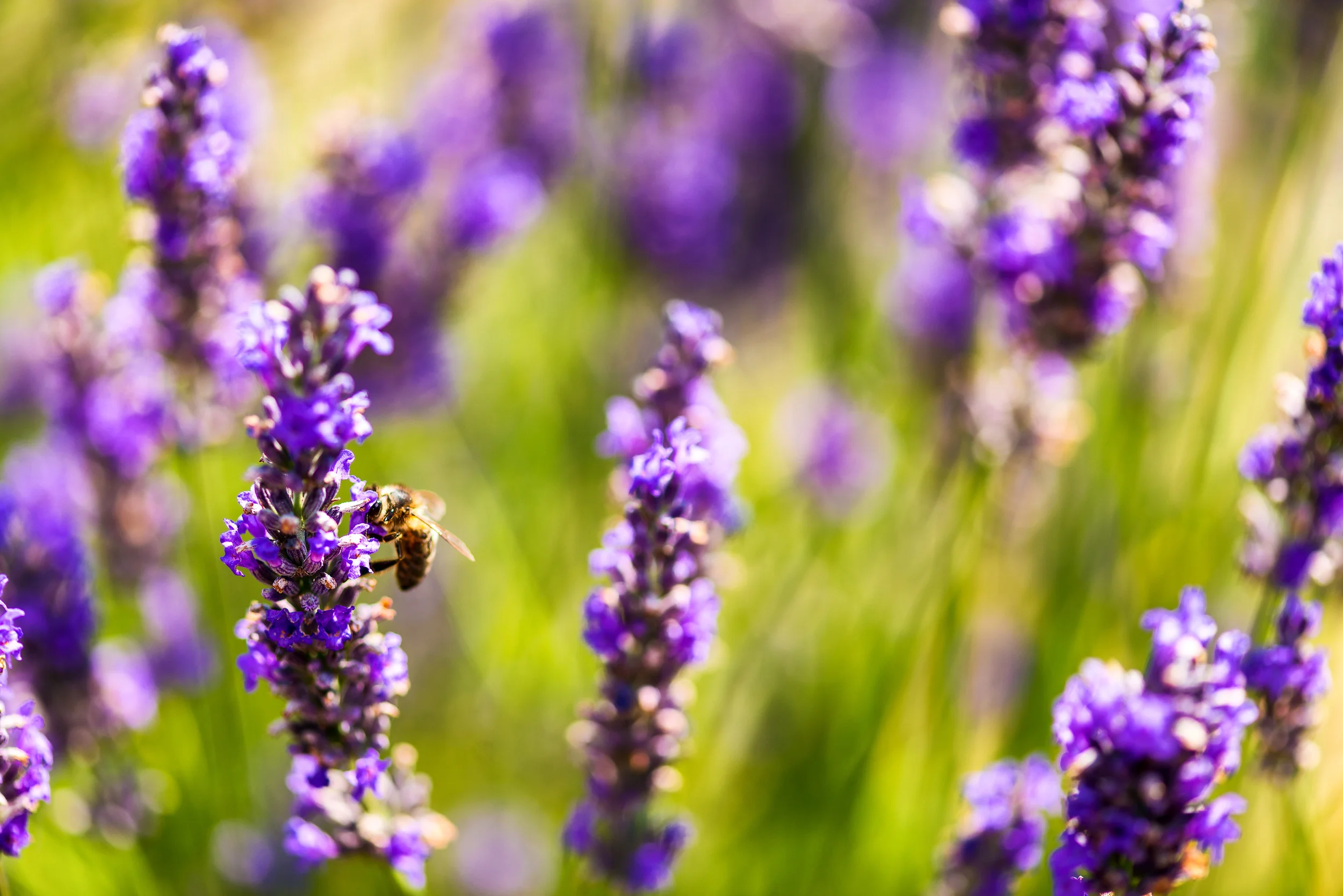 AdobeStock_82962357.jpeg