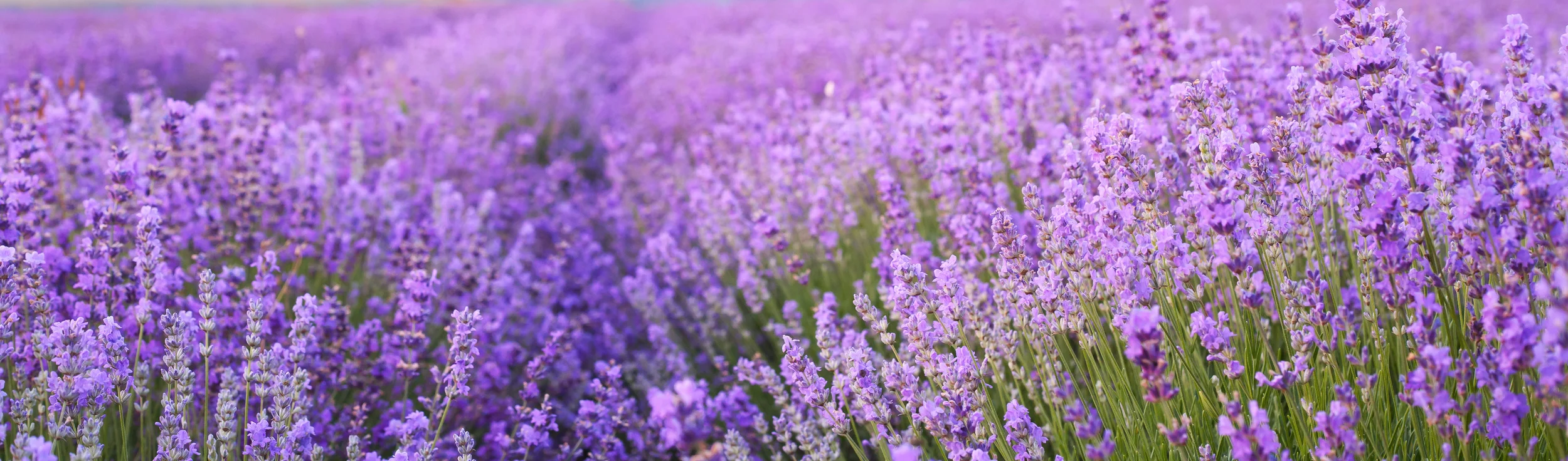 AdobeStock_66601226.jpeg