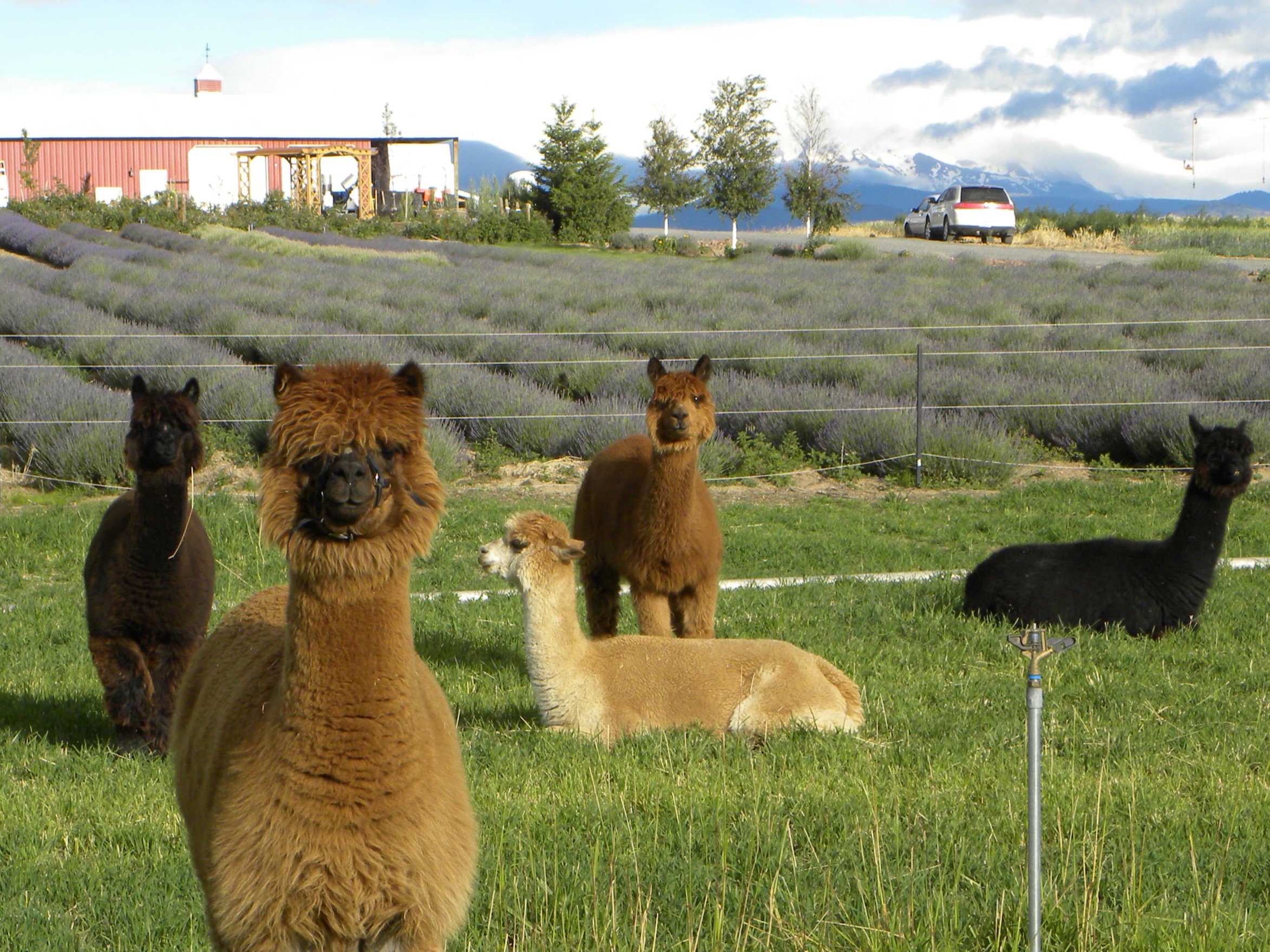 Ariel, (the alpaca) says..."Come to our Lavender Festival this weekend!"