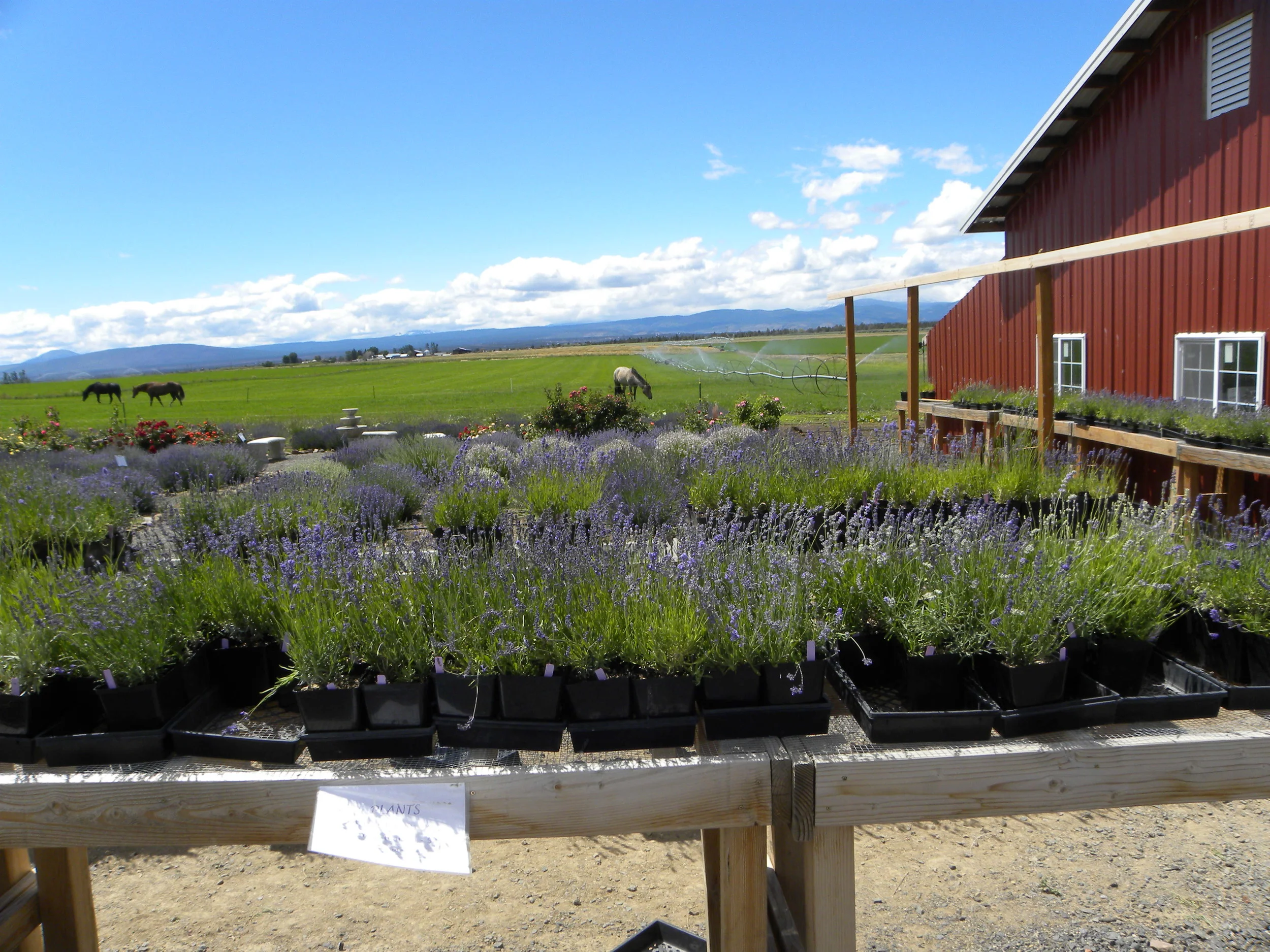 SALE on our beautiful 2nd year plants - 3 x 5.5" pots for $20 !! We have many different varieties of both French and English Lavender to choose from.