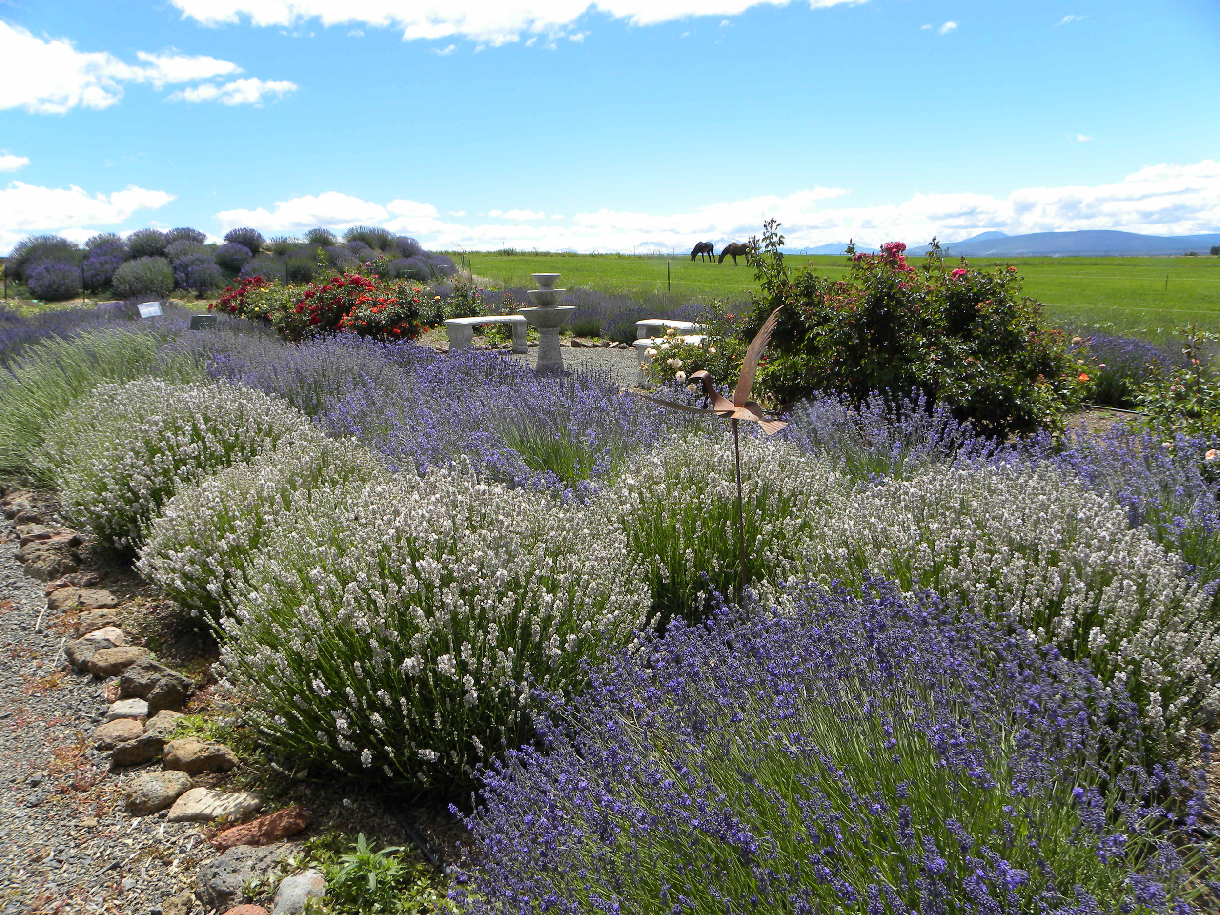 Our display garden where you can see most of our lavender varieties. We have over 115 varieties in total on our farm!!