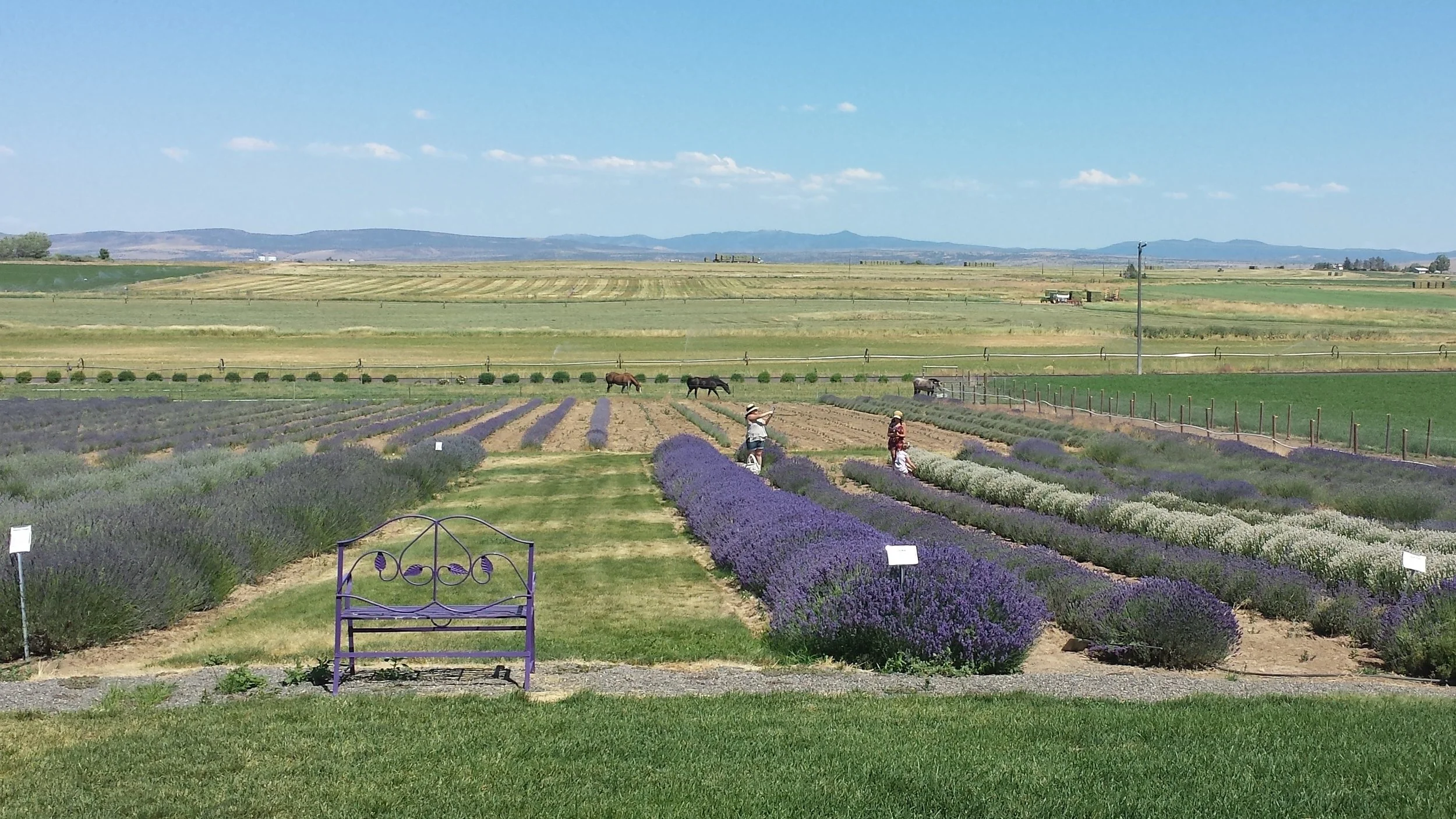Lavender Farm Tour, July 8-9