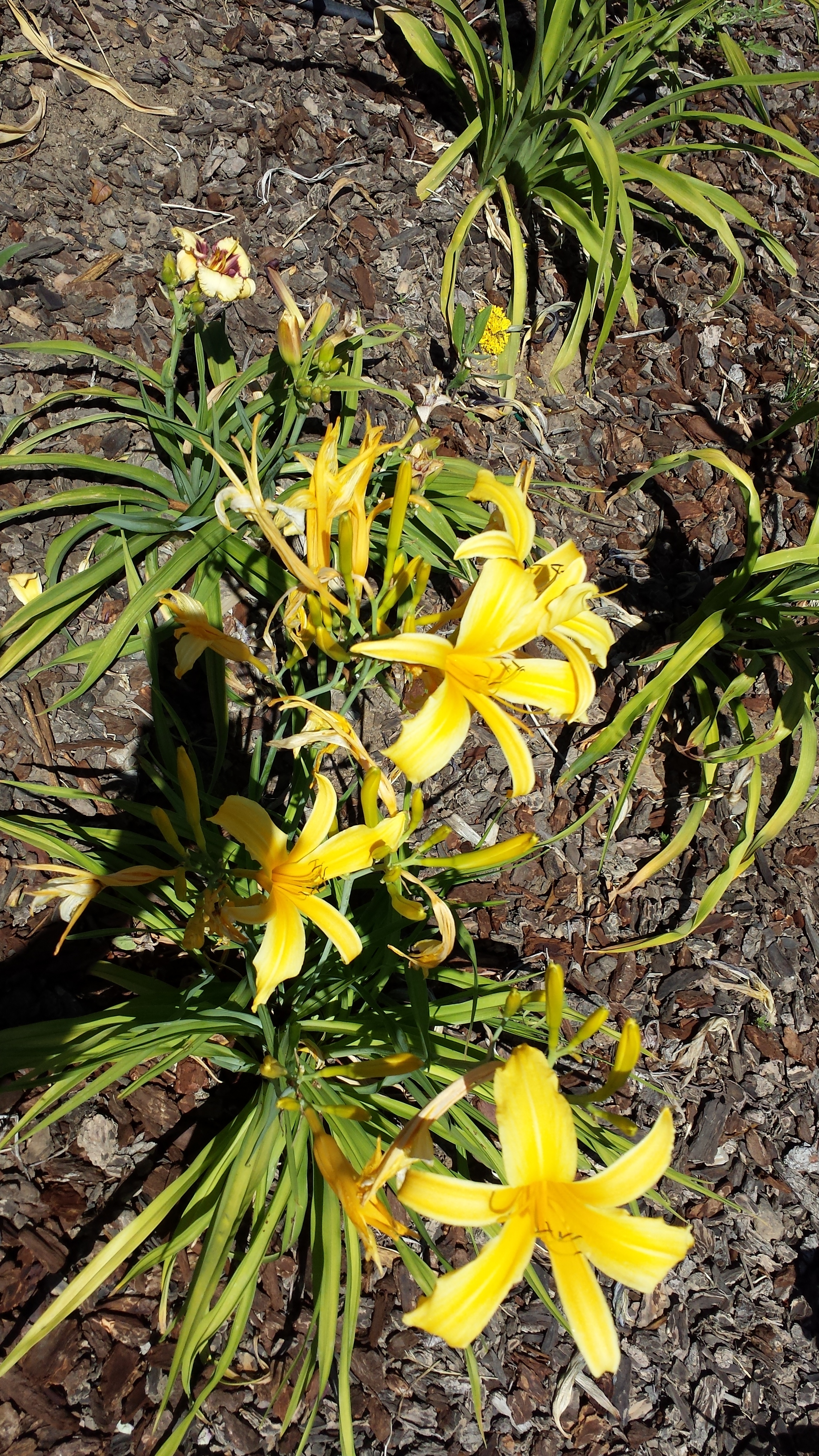 20170710_113657.jpg