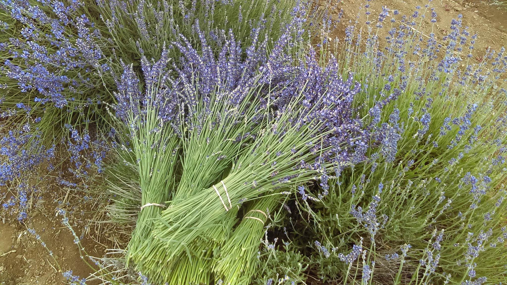 Cascade Lavender Supports Madras Women’s Shelter