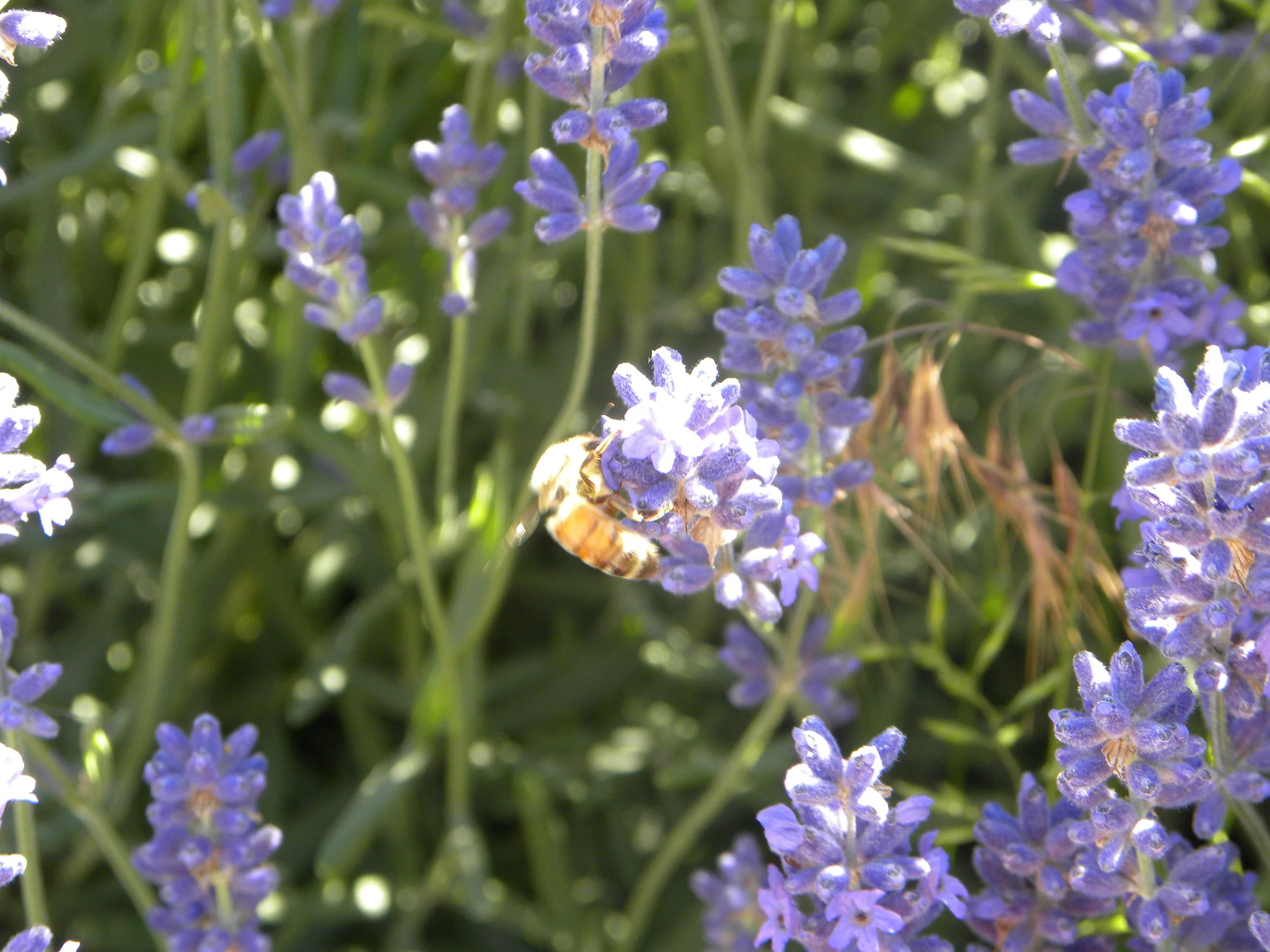 A Cascade Lavender Minute: Making Lavender Sangria