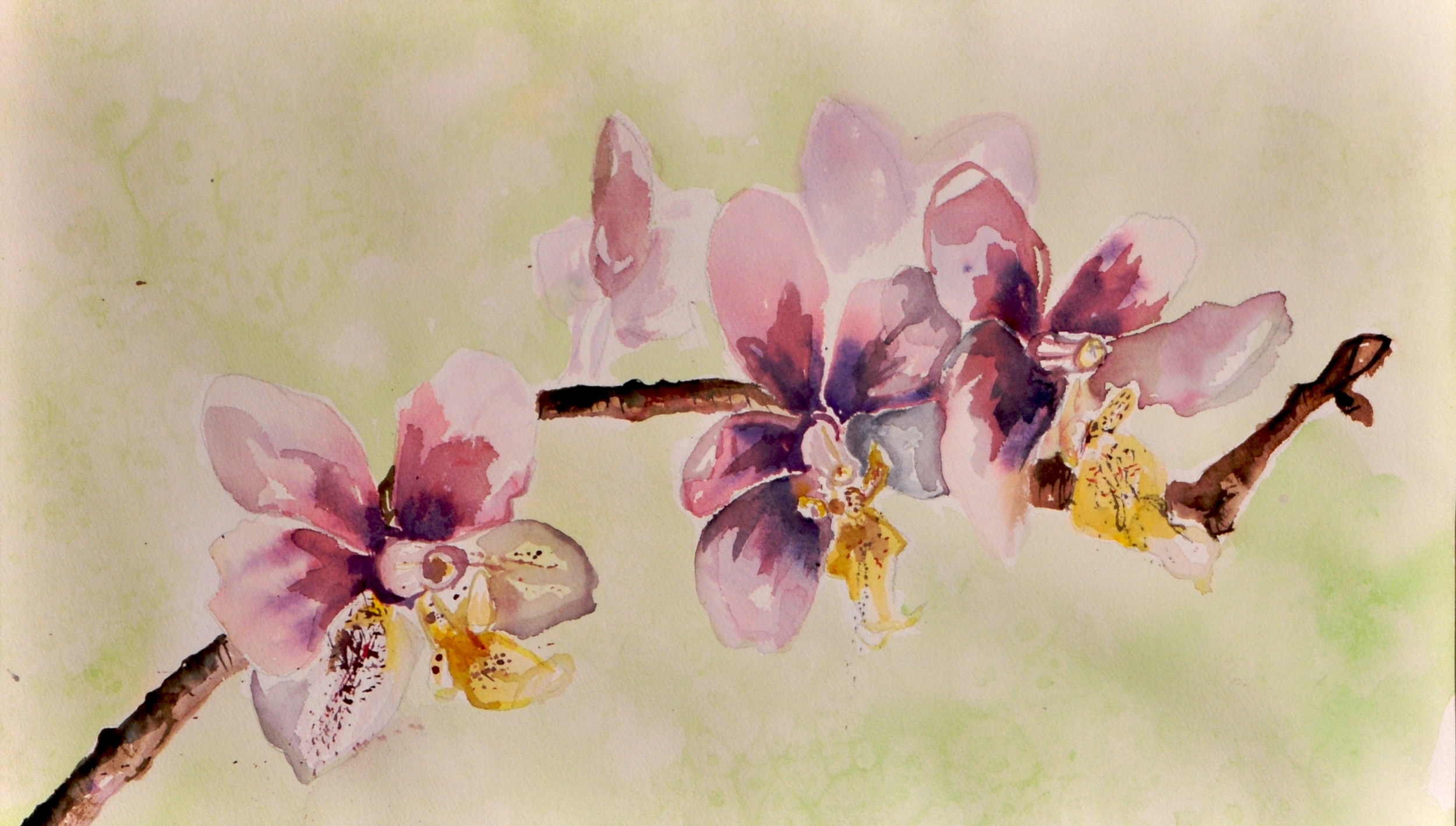 Lavender Orchids