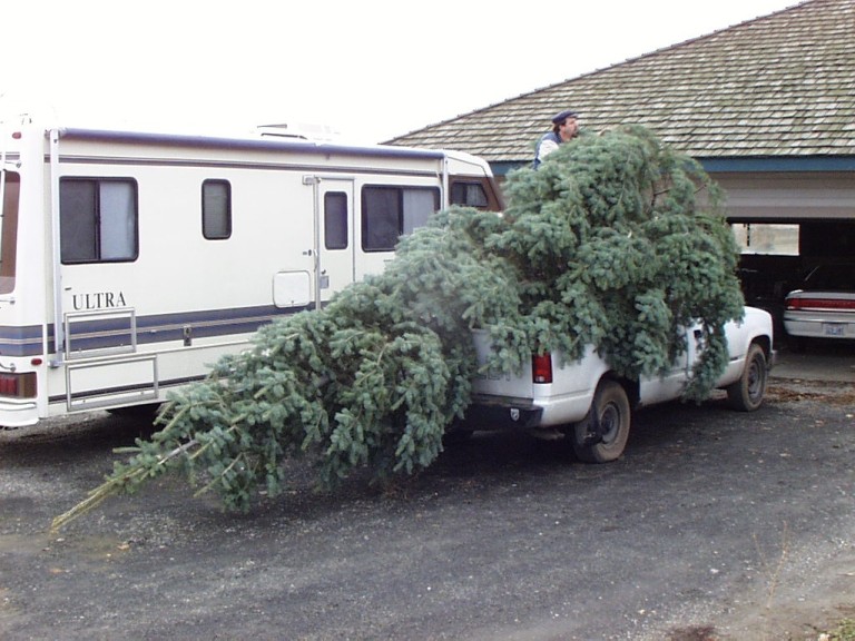 Our friend Garry loaned us his pick-up to haul the tree.