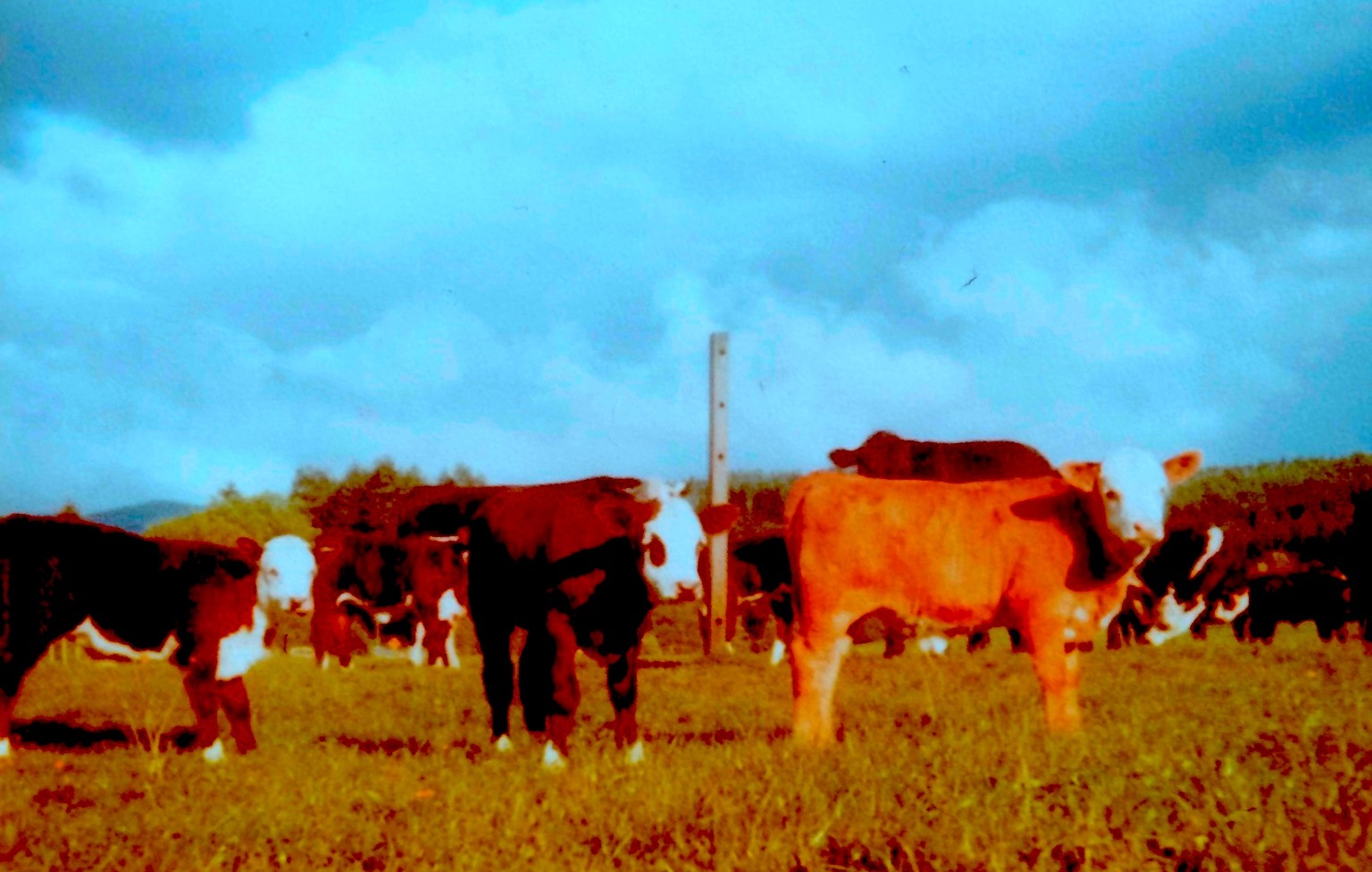 The calf I helped deliver (right) was the first of several born that year.