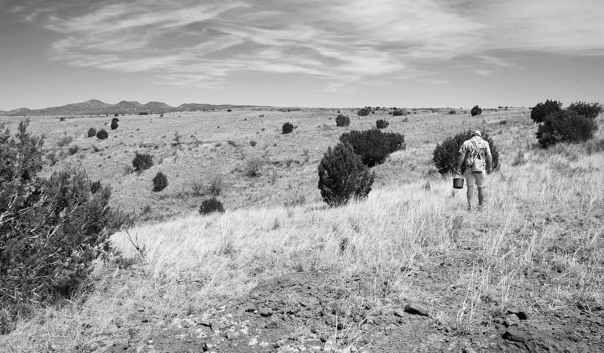 scottie-in-field.jpg