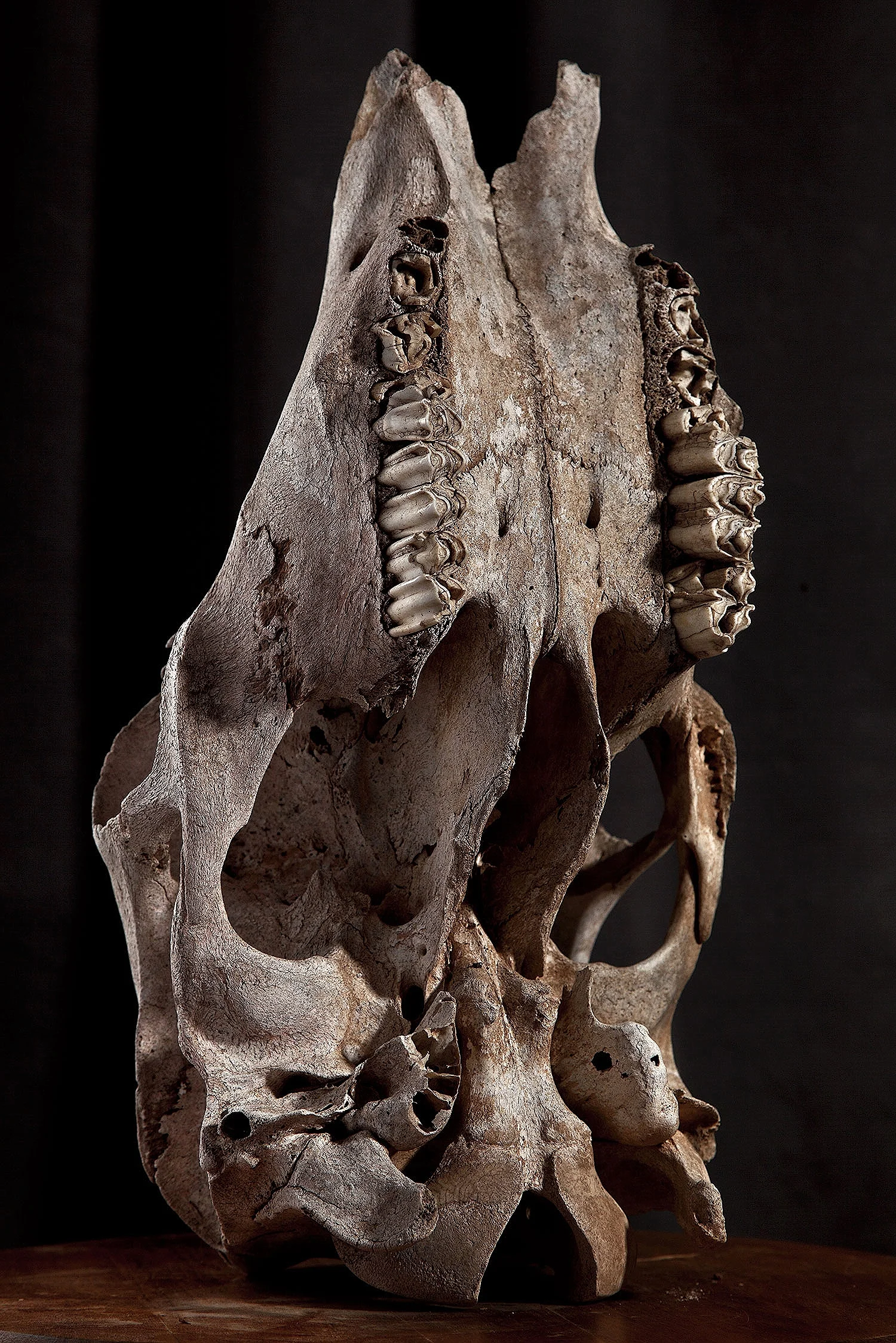 skull_still-life.jpg