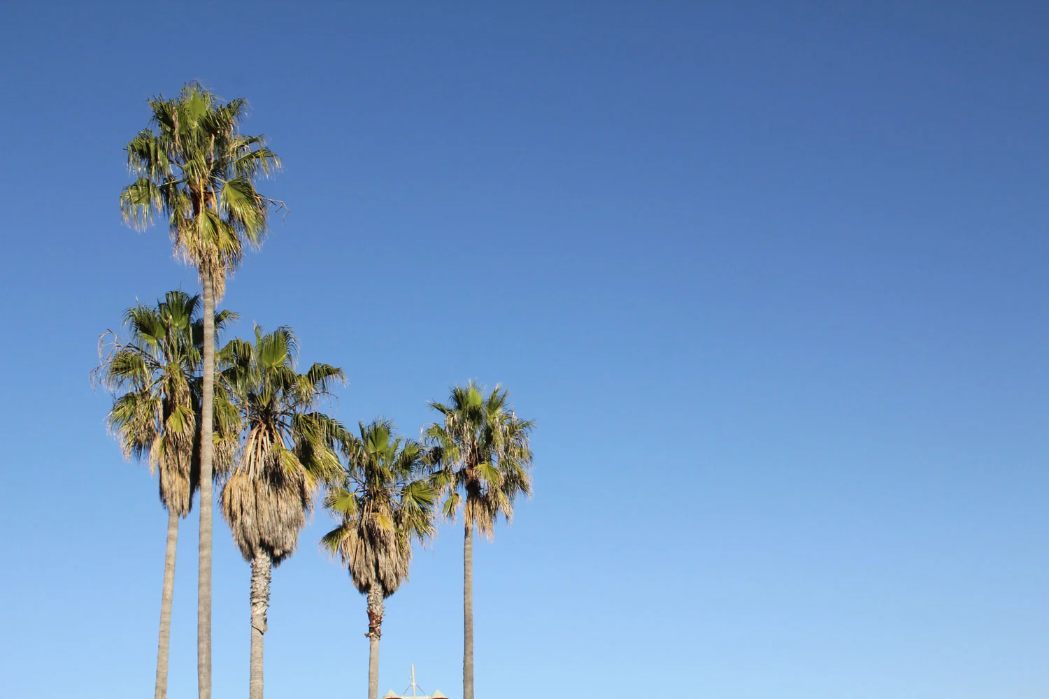 palm-trees.jpg