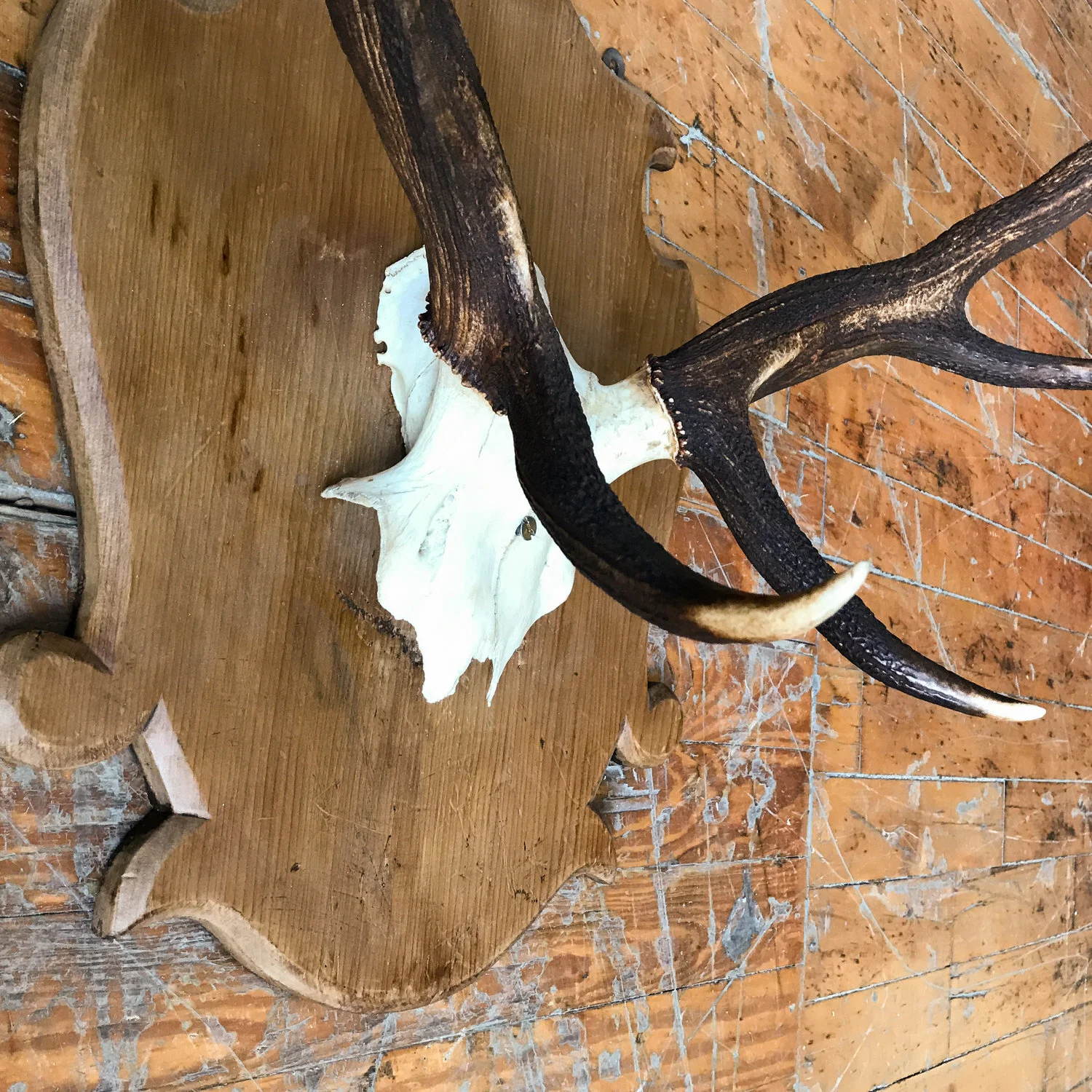 Large Mounted Deer Antlers  (D0517-07)