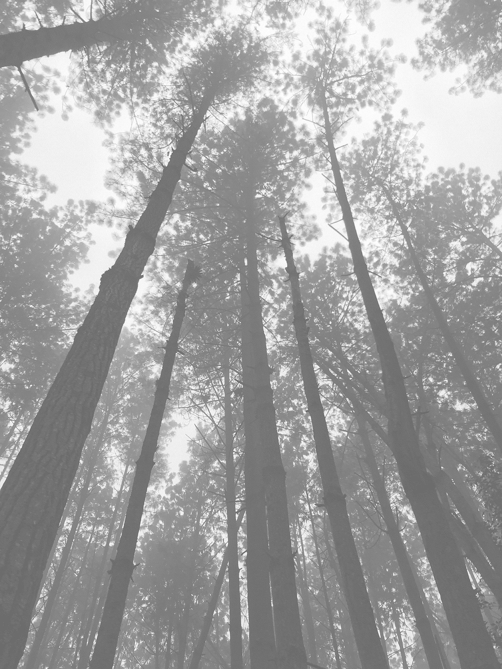 Bosque Pino, Mérida / Photo: Paolo Quintero