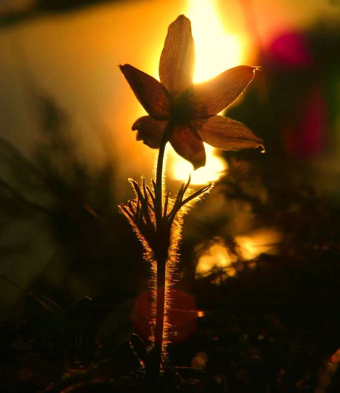 Glowing Pasqueflower; Trempealeau, WI, USA
