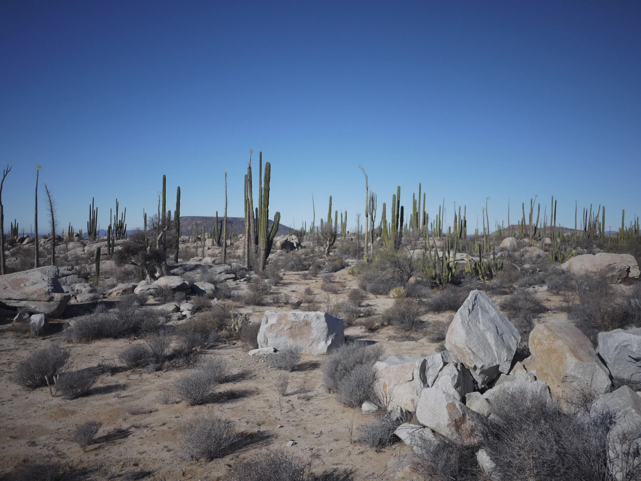 Navigating prickly terrain in search of a good tent site.