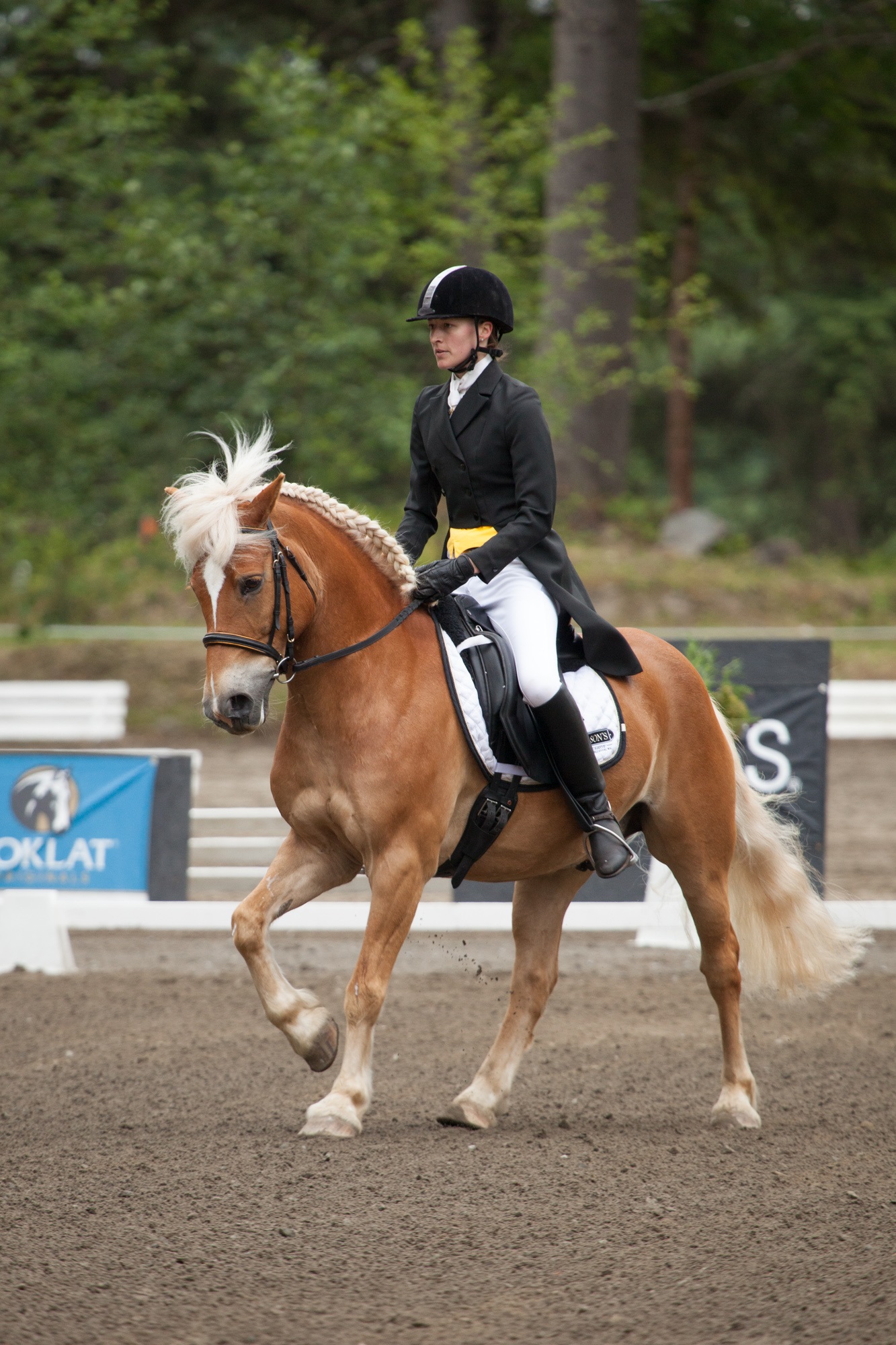 Pippin Dressage.jpg