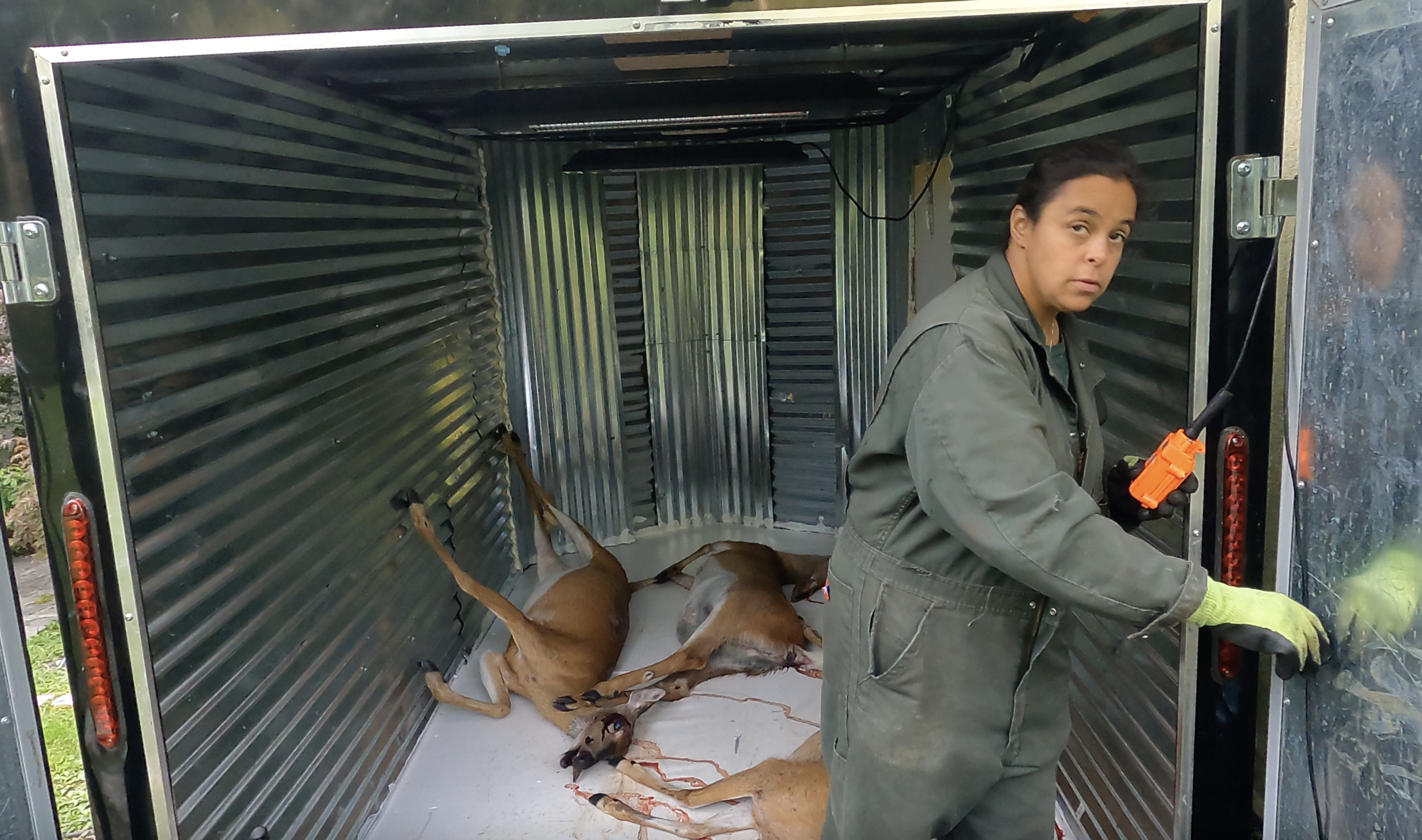 Rebecca and the wolves .png