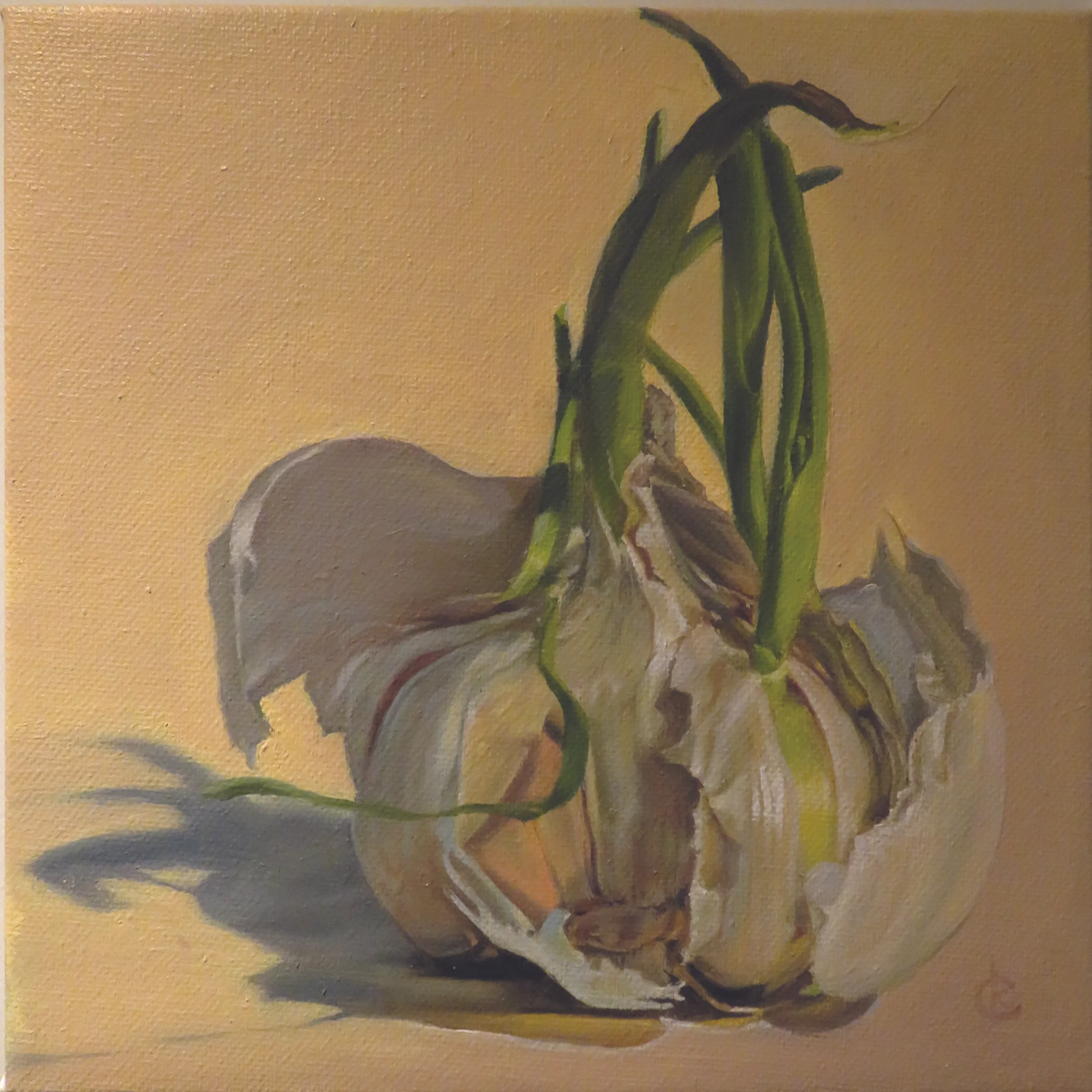 Old Garlic Sprouting