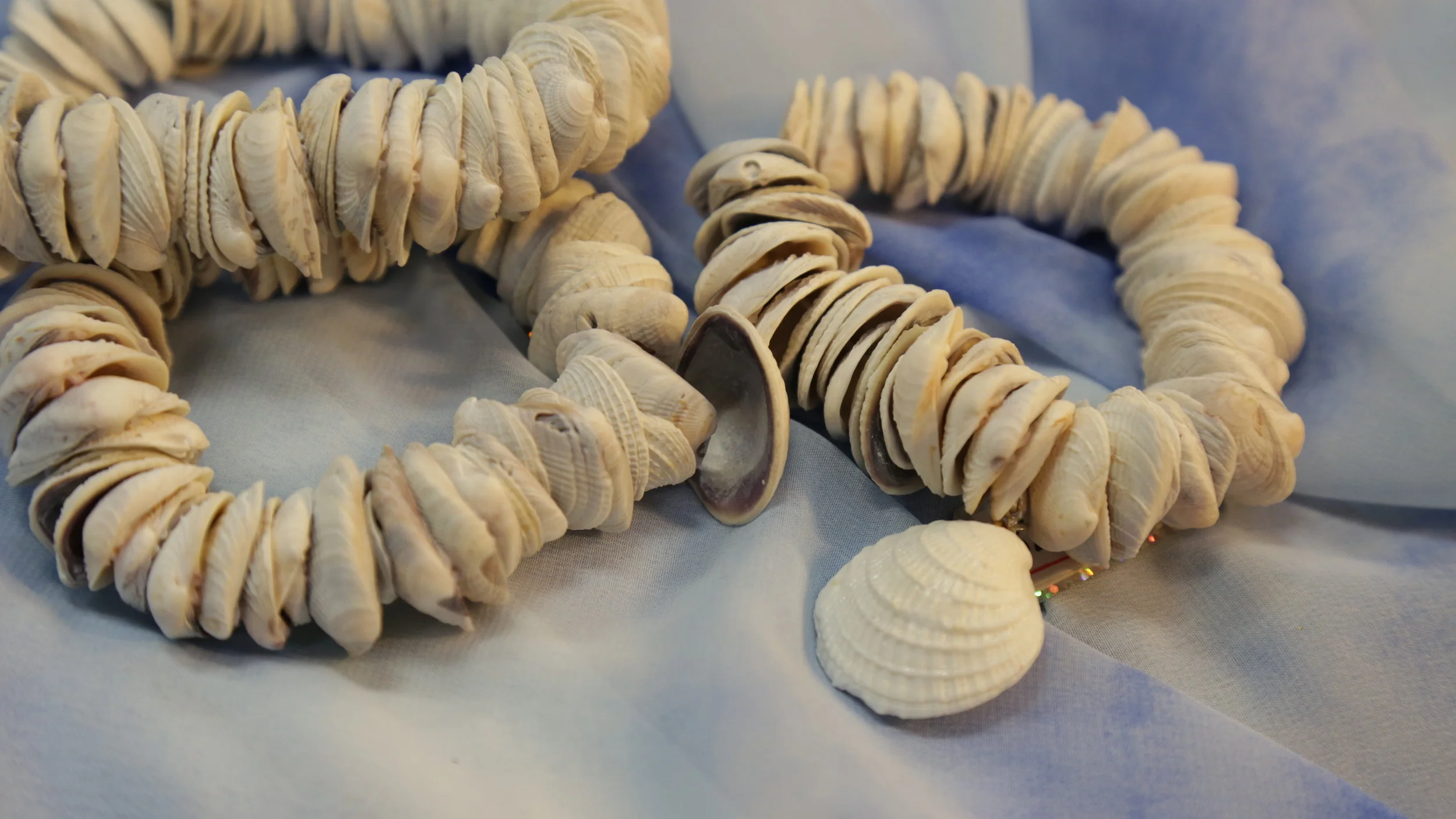 Seashell Bracelet