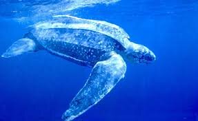 turtle3.jpeg
