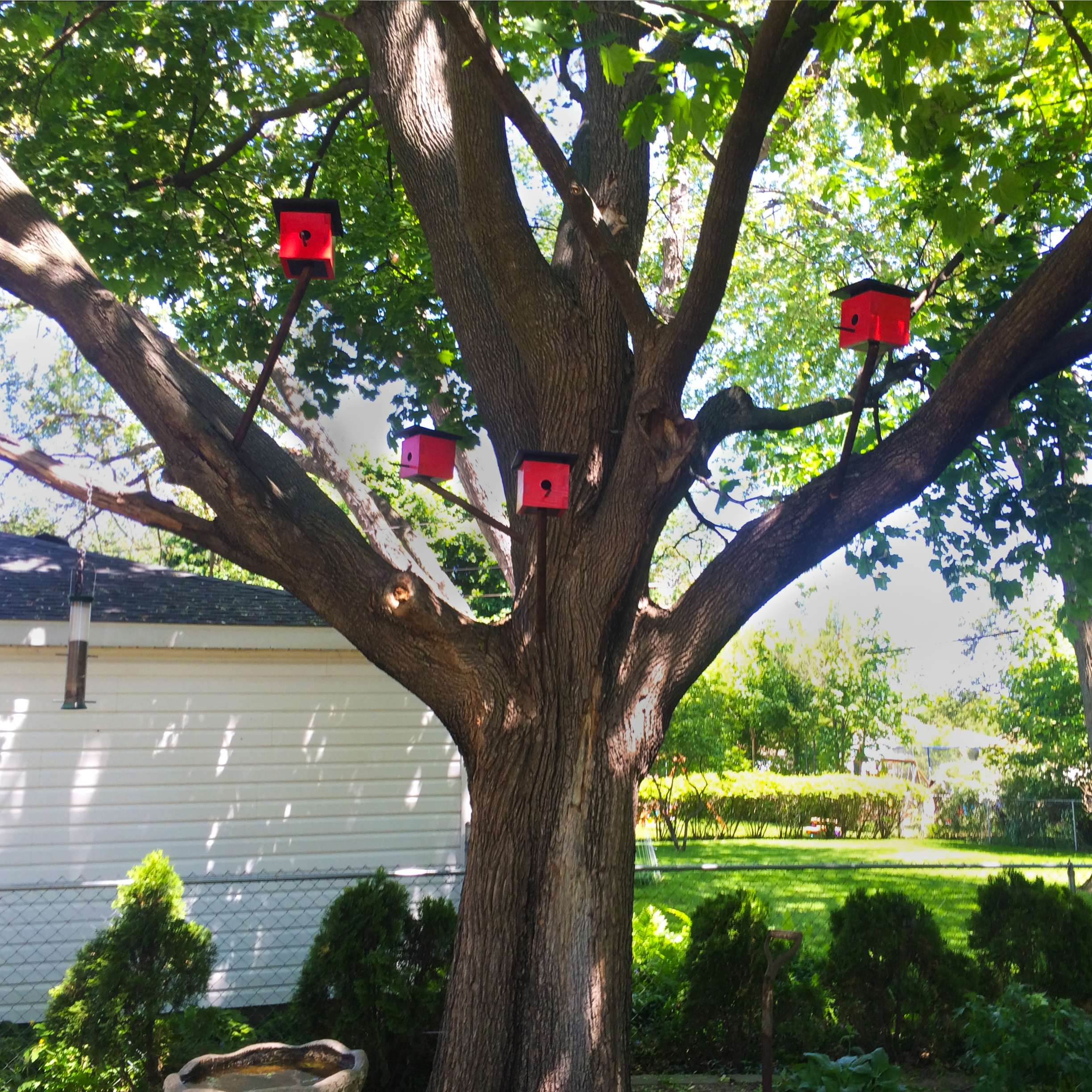 BirdHousesinTree.jpg