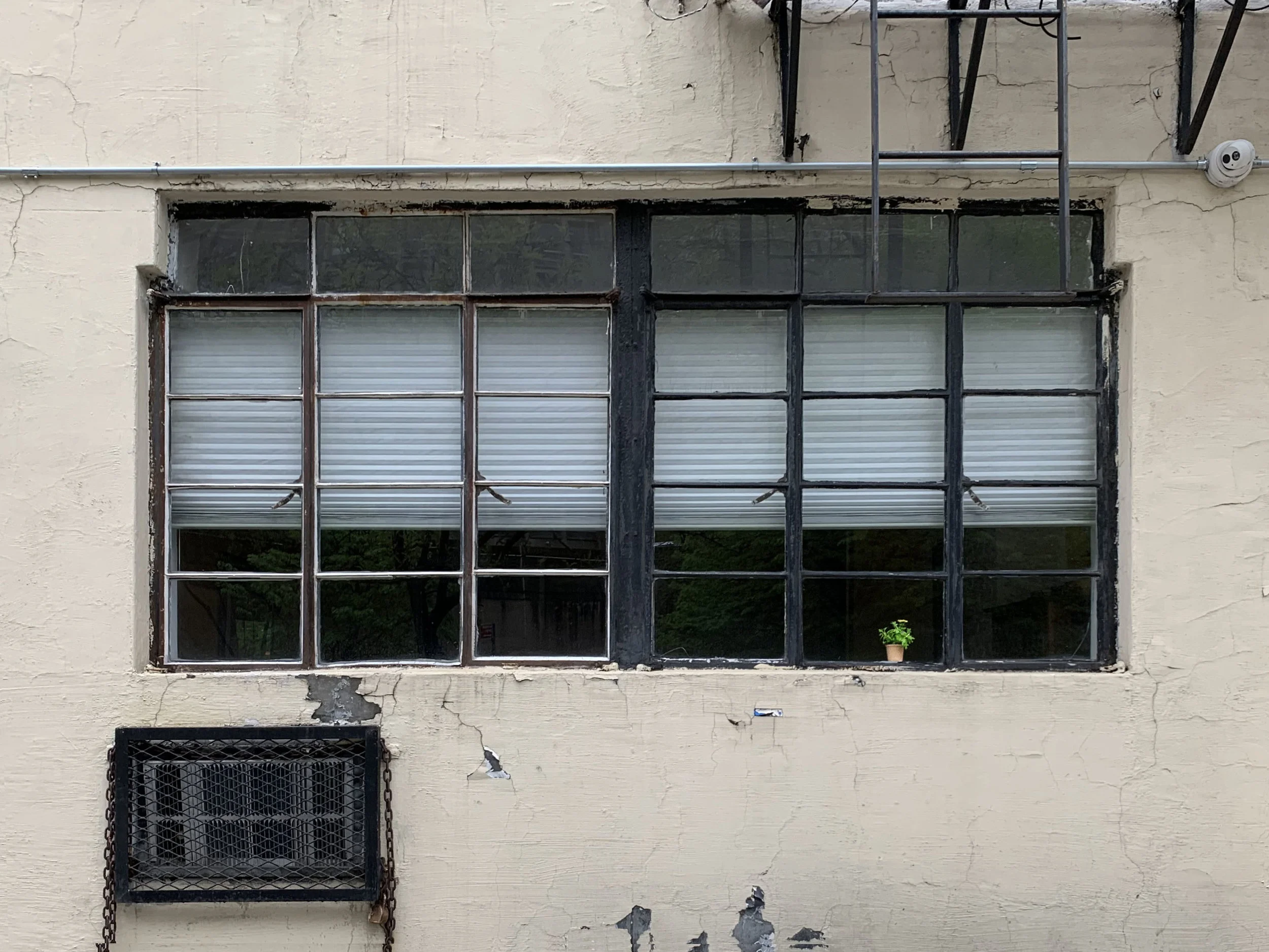 Flower in Window.jpg