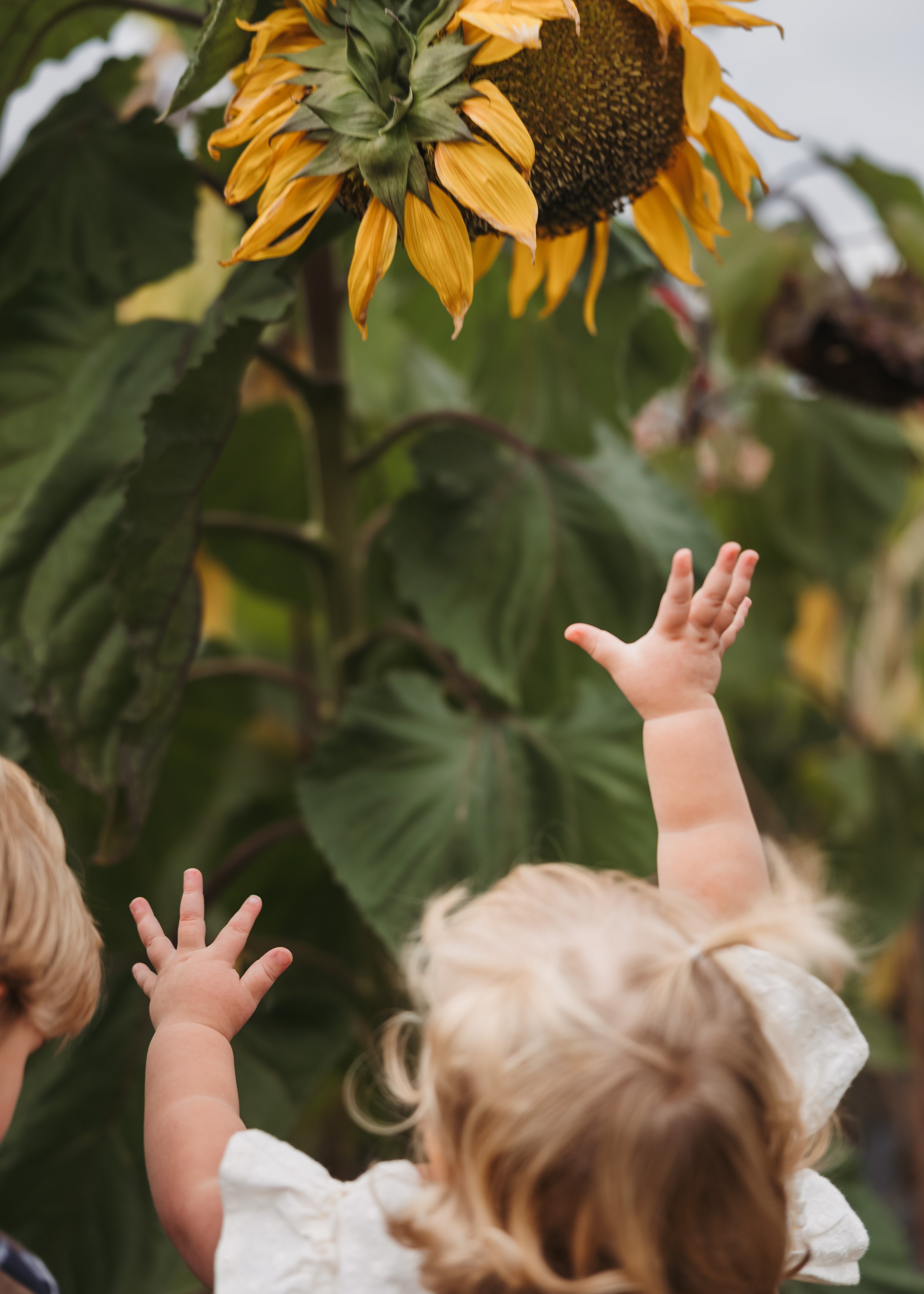 Toddler with pigtails being reaching for sunflower during relaxed outdoor photo session in garden