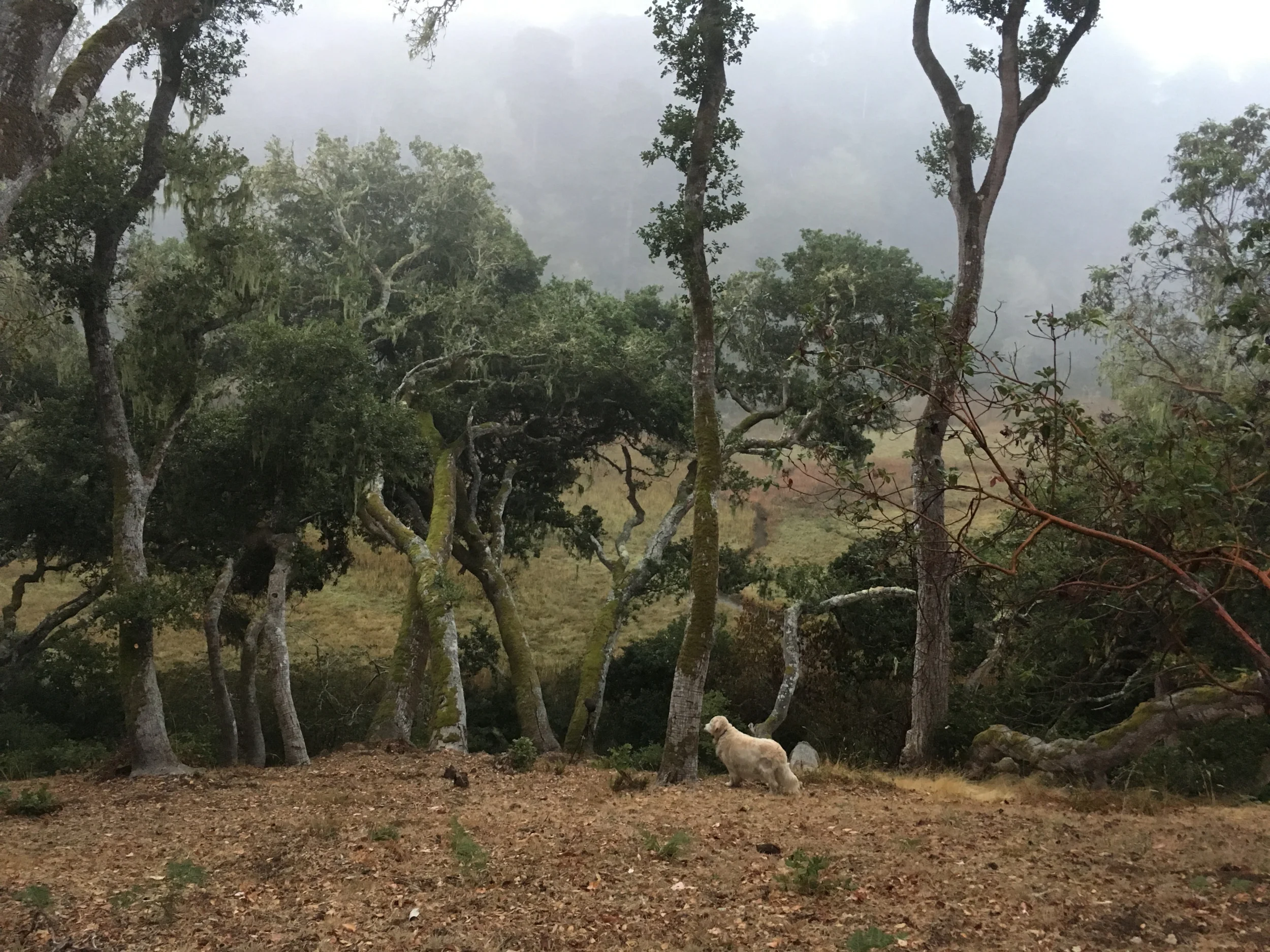 Pierce Point Rec Site_E2W.JPG