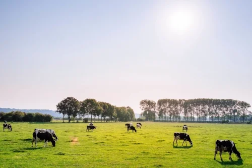 Cows grazing, now they have the stored form of energy. Still carbon.