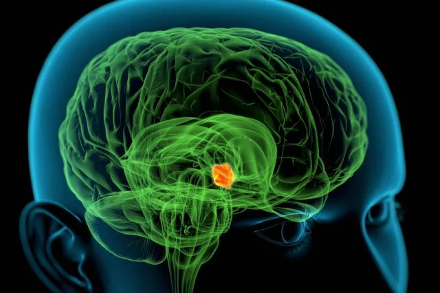 The Hypothalmus is about the size of a peanut. If functions are thrown out of whack, the peanut size area of your brain could encourage you to be the size of an elephant.