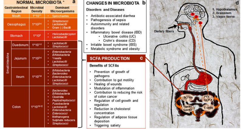 Figure of gut SCFAs interaction and their total body benefits.