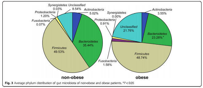 Figure of non-obese to obese individuals. Bacteriodetes, in green, is much lower in ratio in obese individuals in comparison to non-obese