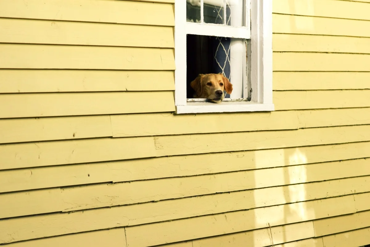 peekaboo dog.jpg