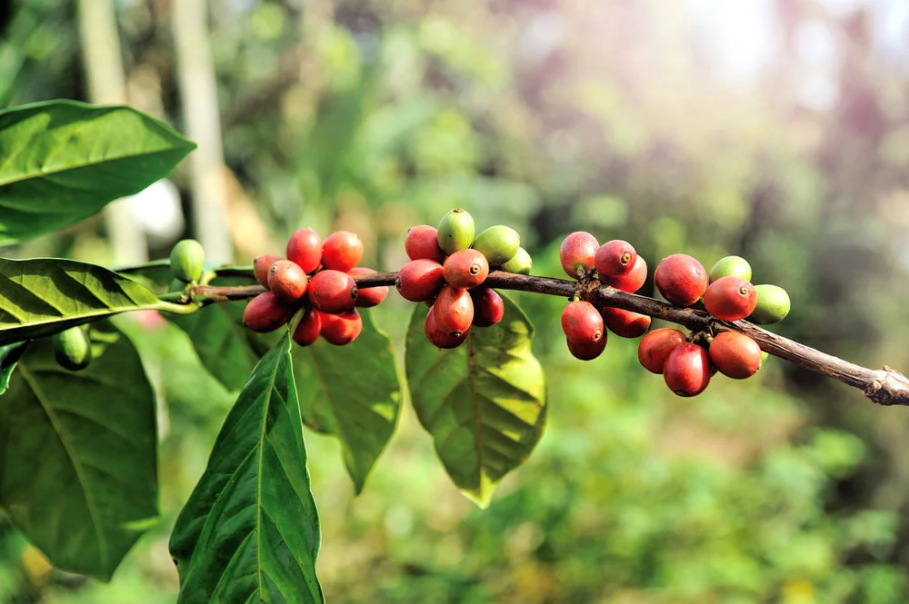 bean-kona coffee.jpg