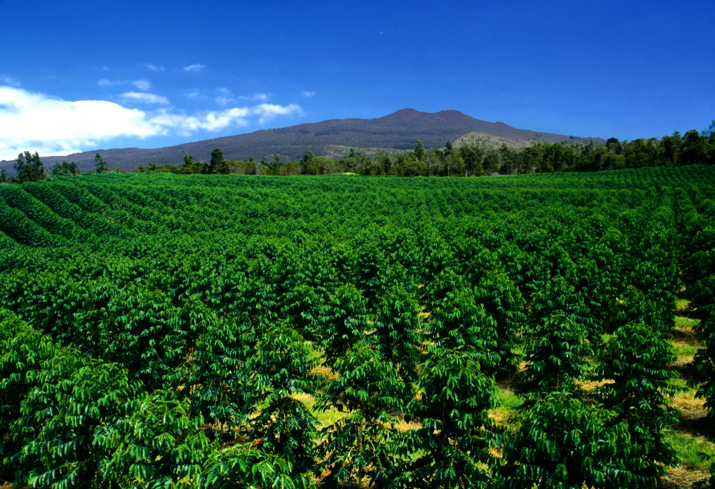 Farm — Kona Coffee and Tea Company