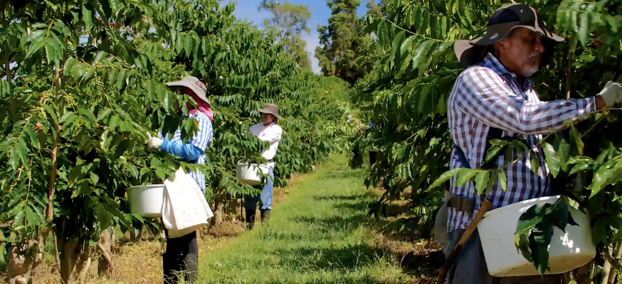 Sustainably Farmed Kona Coffee And Tea Company