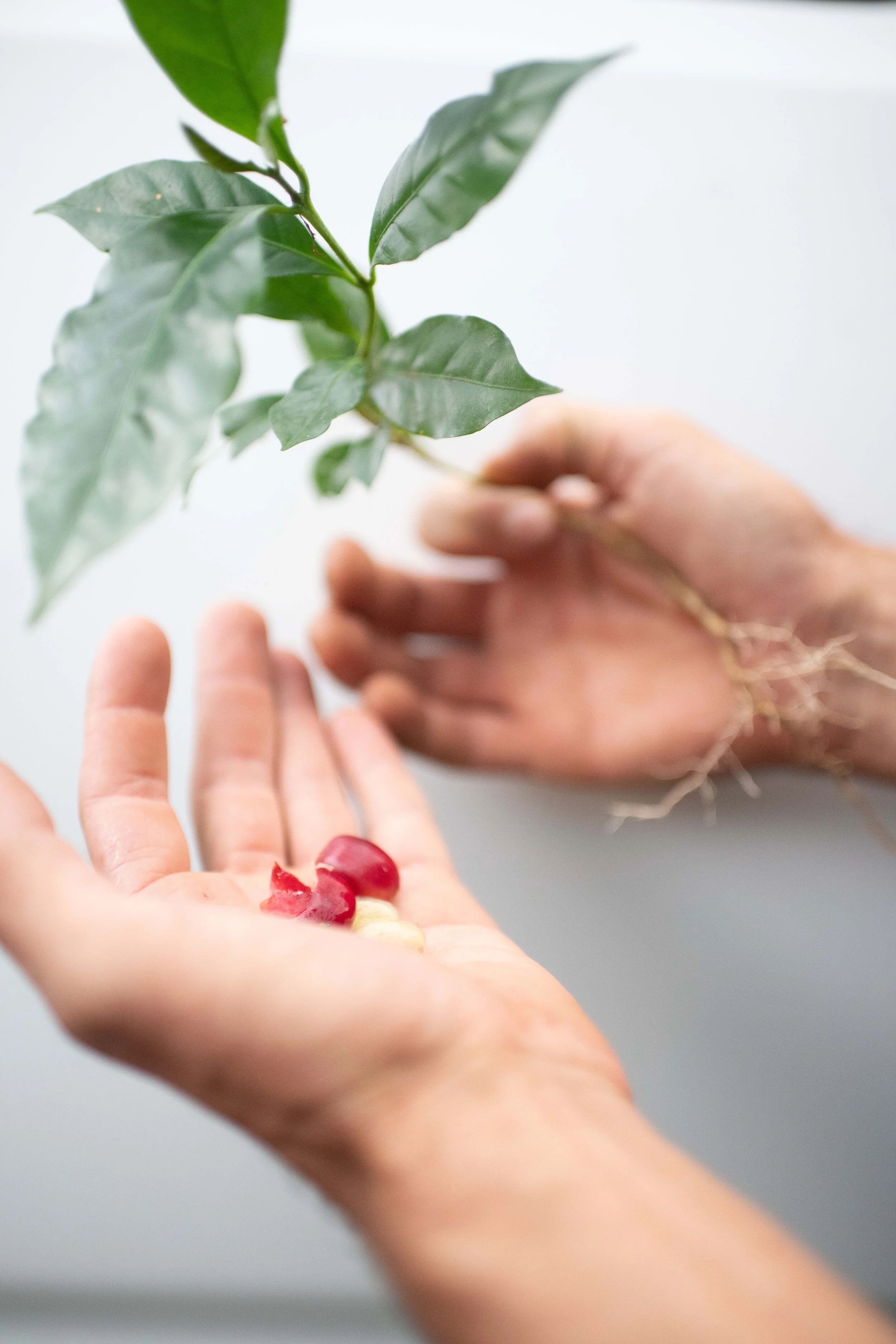 Kona Coffee and Tea Company